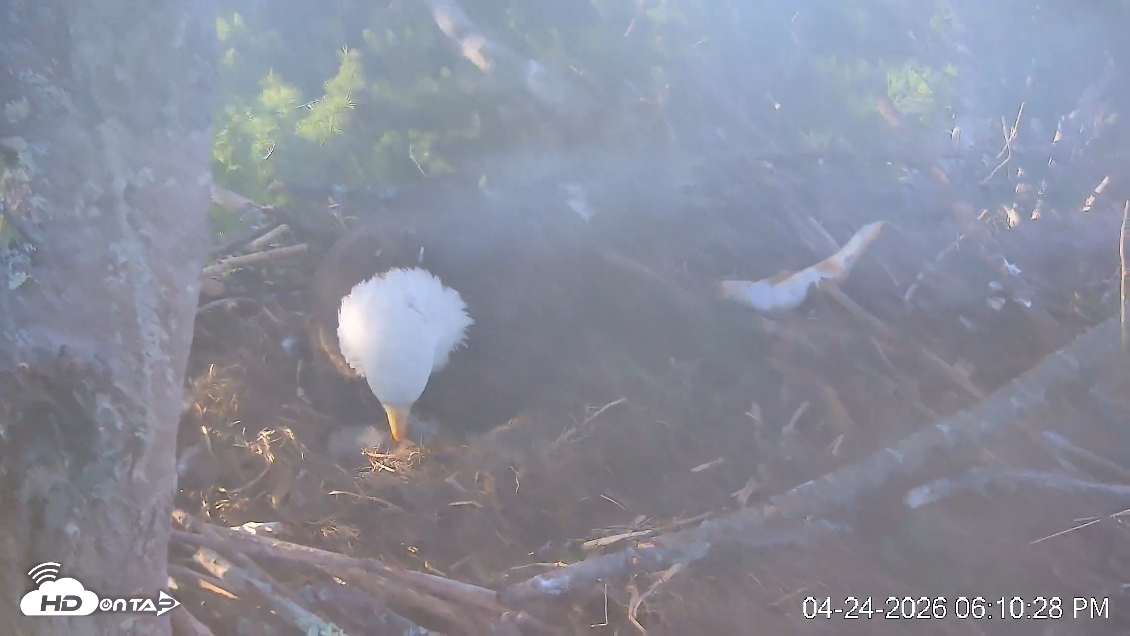 Snapshot of VINS Bald Eagles Nest Live Cams taken Apr 24, 2026, 6:11pm EDT