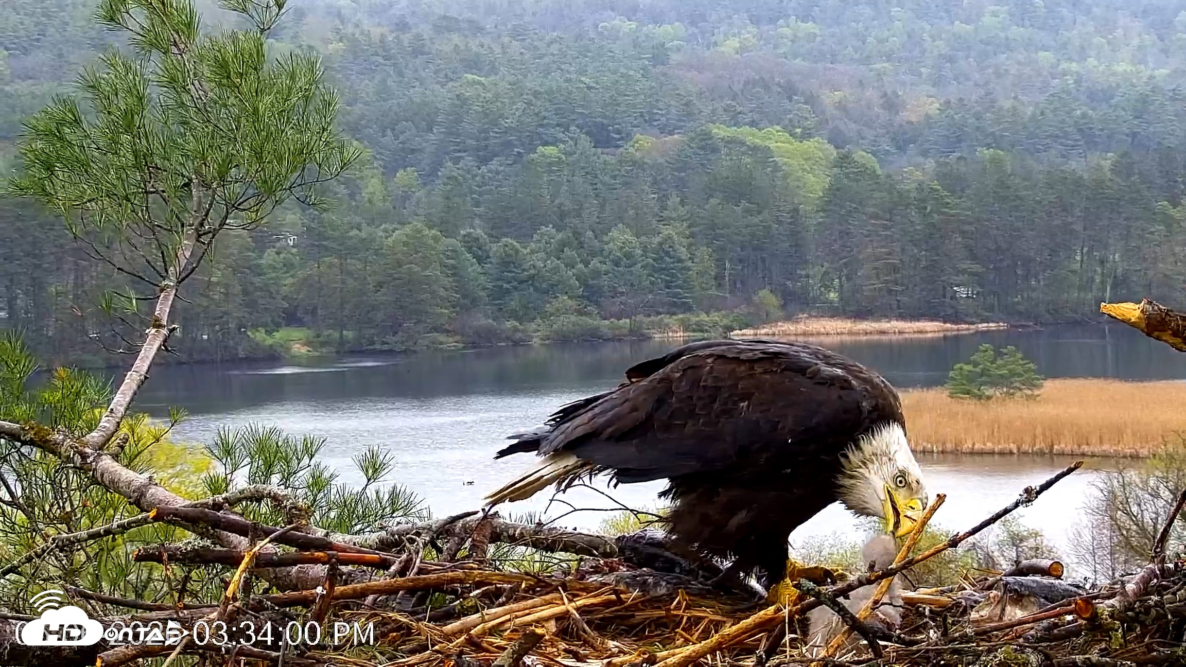 Snapshot of VINS Bald Eagles Nest Live Cams taken May 6, 2026, 3:36pm EDT