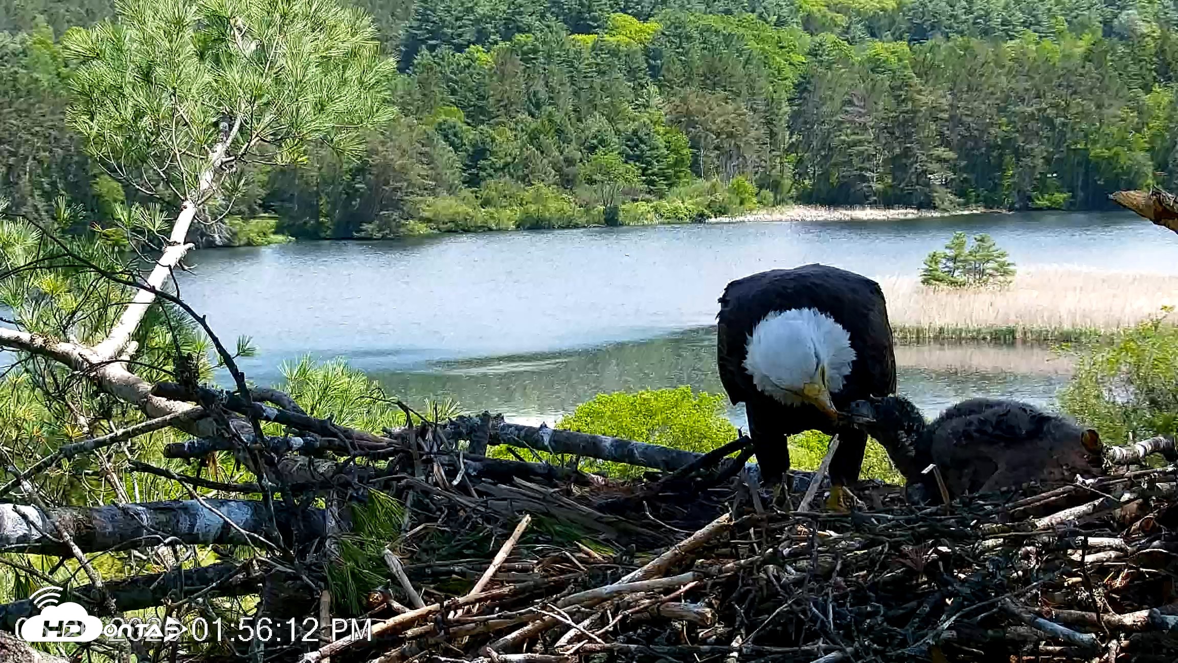Snapshot of VINS Bald Eagles Nest Live Cams taken May 26, 2026, 1:56pm EDT