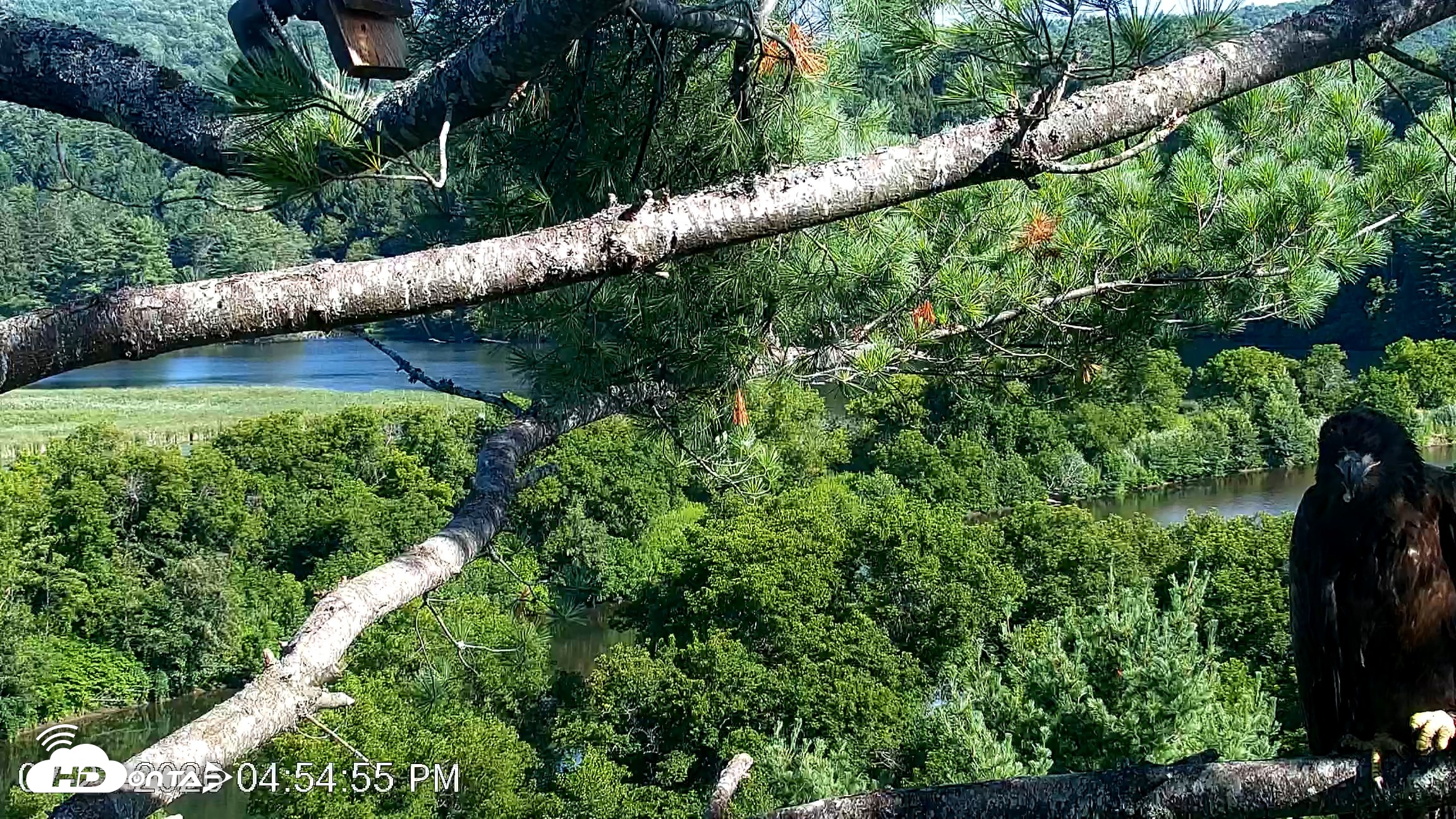 Snapshot of VINS Bald Eagles Nest Live Cams taken Jul 23, 2026, 4:55pm EDT