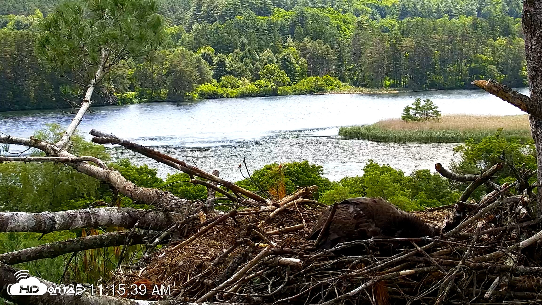 Snapshot of VINS Bald Eagles Nest Live Cams taken Jun 19, 2026, 11:16am EDT