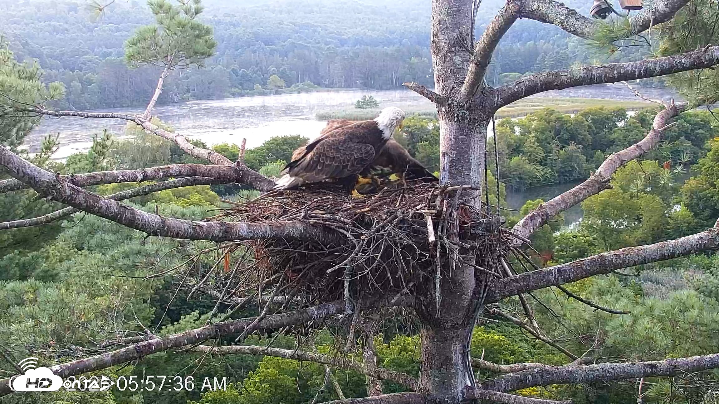 Snapshot of VINS Bald Eagles Nest Live Cams taken Aug 22, 2026, 5:58am EDT