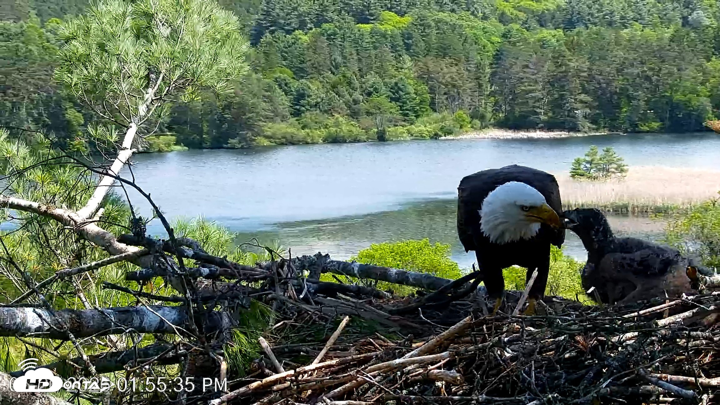 Snapshot of VINS Bald Eagles Nest Live Cams taken May 26, 2026, 1:56pm EDT