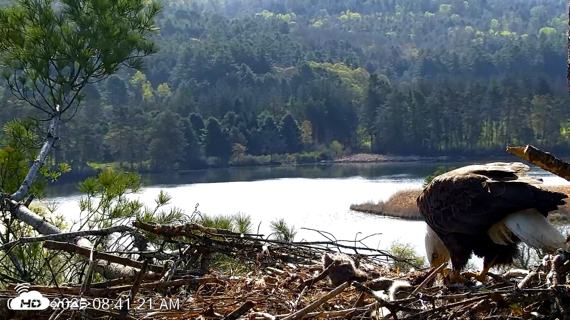 Snapshot of VINS Bald Eagles Nest Live Cams taken May 5, 2026, 8:42am EDT