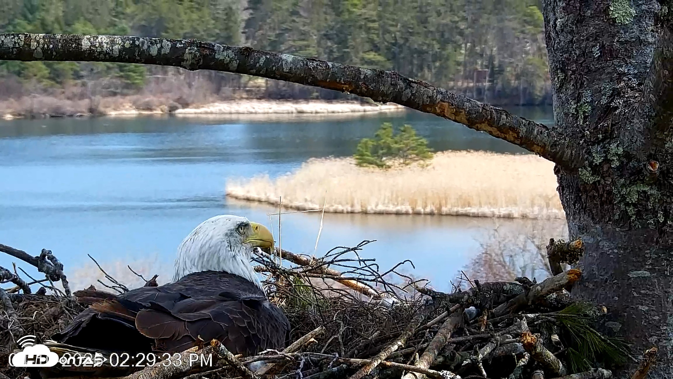 Snapshot of VINS Bald Eagles Nest Live Cams taken Apr 10, 2026, 2:30pm EDT
