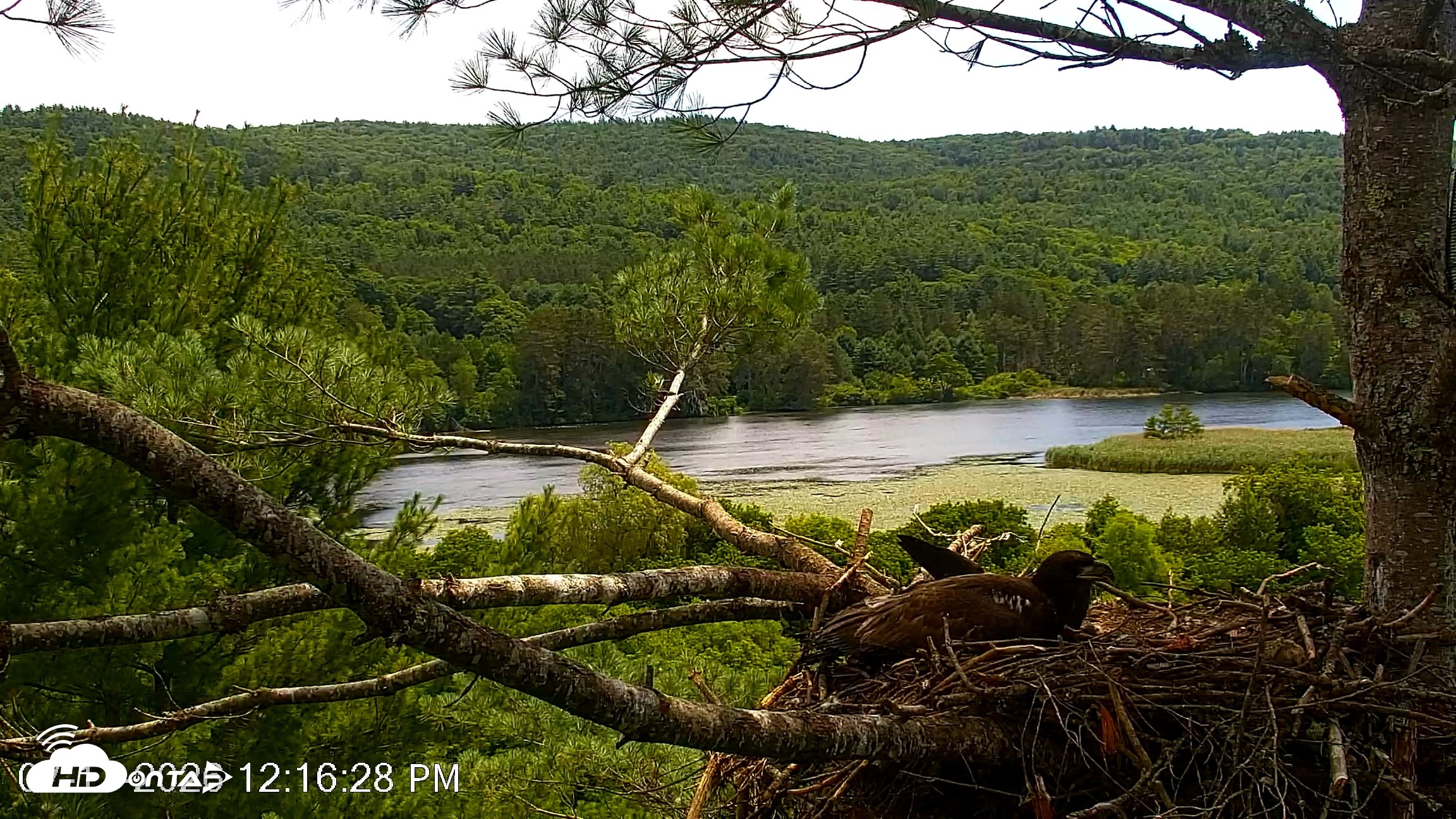 Snapshot of VINS Bald Eagles Nest Live Cams taken Jul 17, 2026, 12:17pm EDT