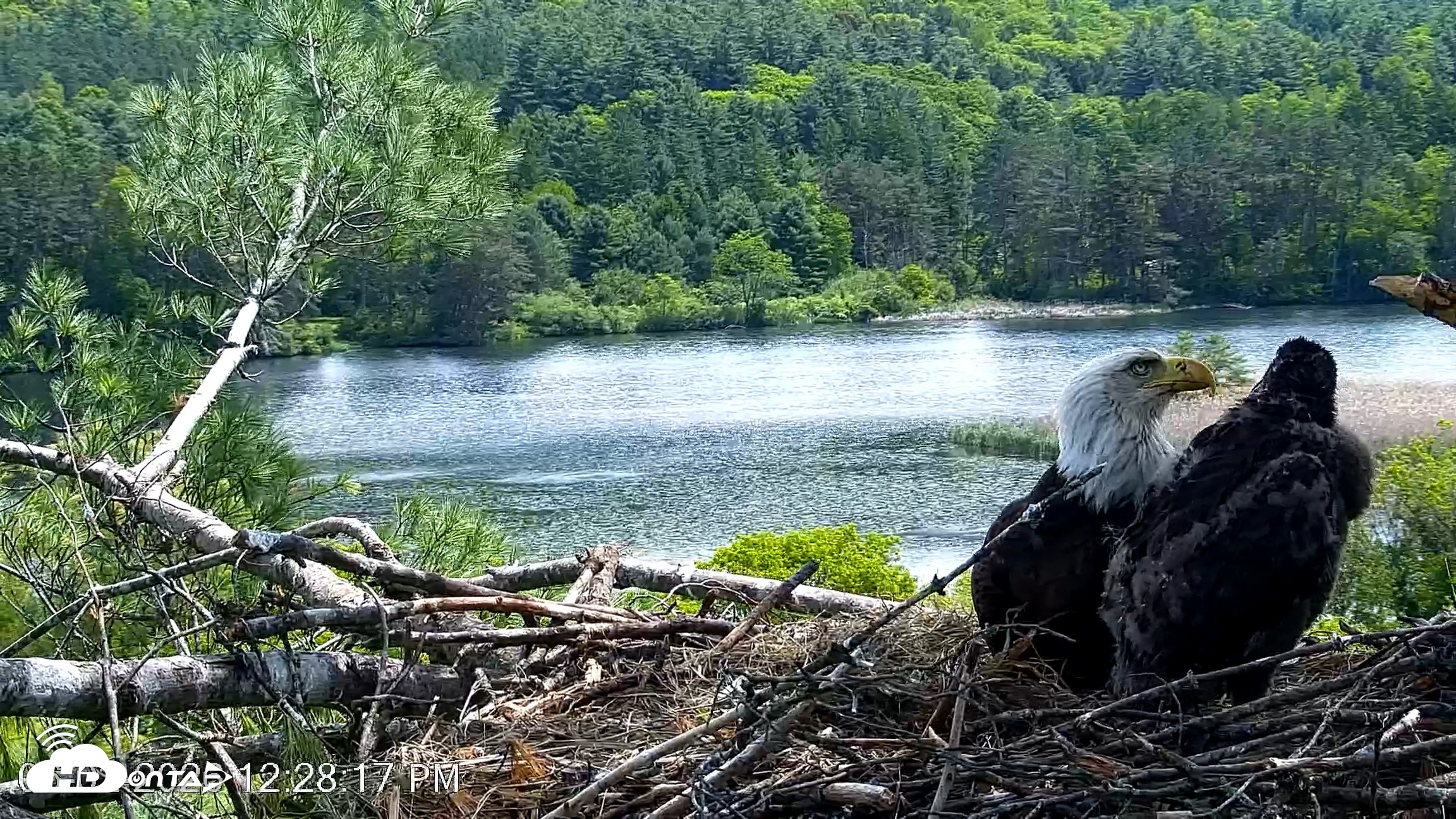 Snapshot of VINS Bald Eagles Nest Live Cams taken Jun 2, 2026, 12:28pm EDT