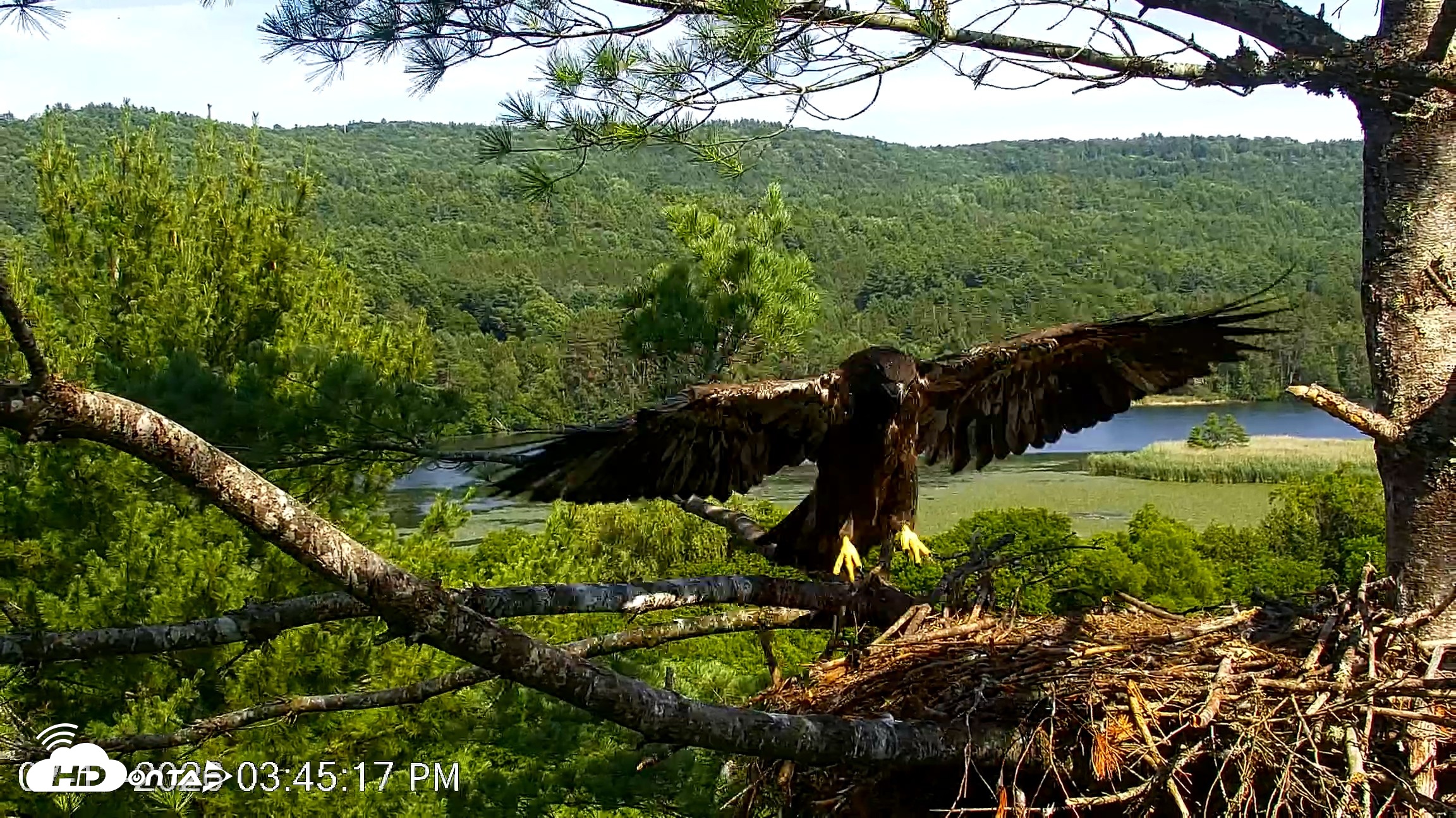 Snapshot of VINS Bald Eagles Nest Live Cams taken Jul 13, 2026, 3:46pm EDT