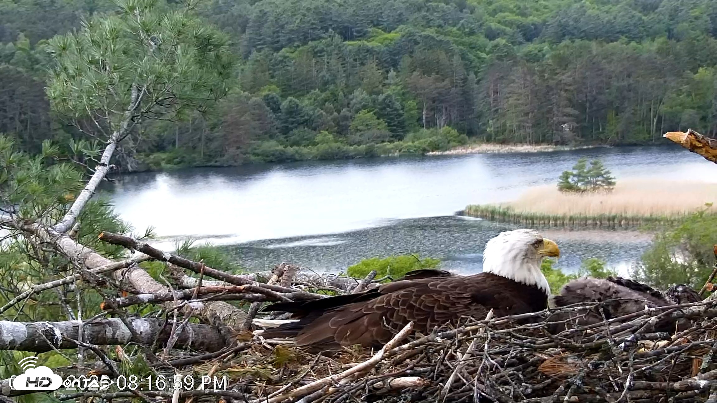 Snapshot of VINS Bald Eagles Nest Live Cams taken May 28, 2026, 8:17pm EDT