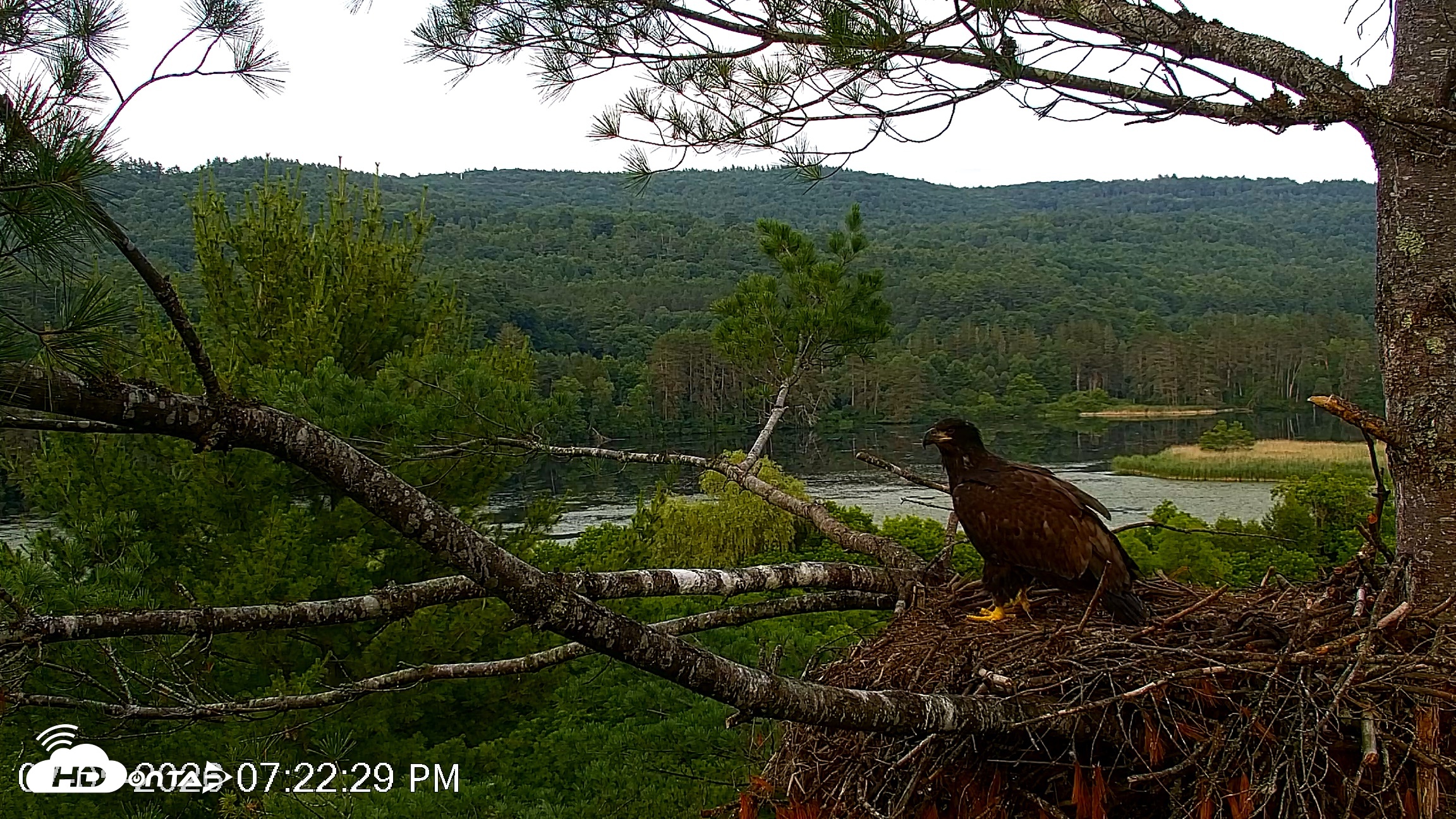 Snapshot of VINS Bald Eagles Nest Live Cams taken Jul 5, 2026, 7:23pm EDT