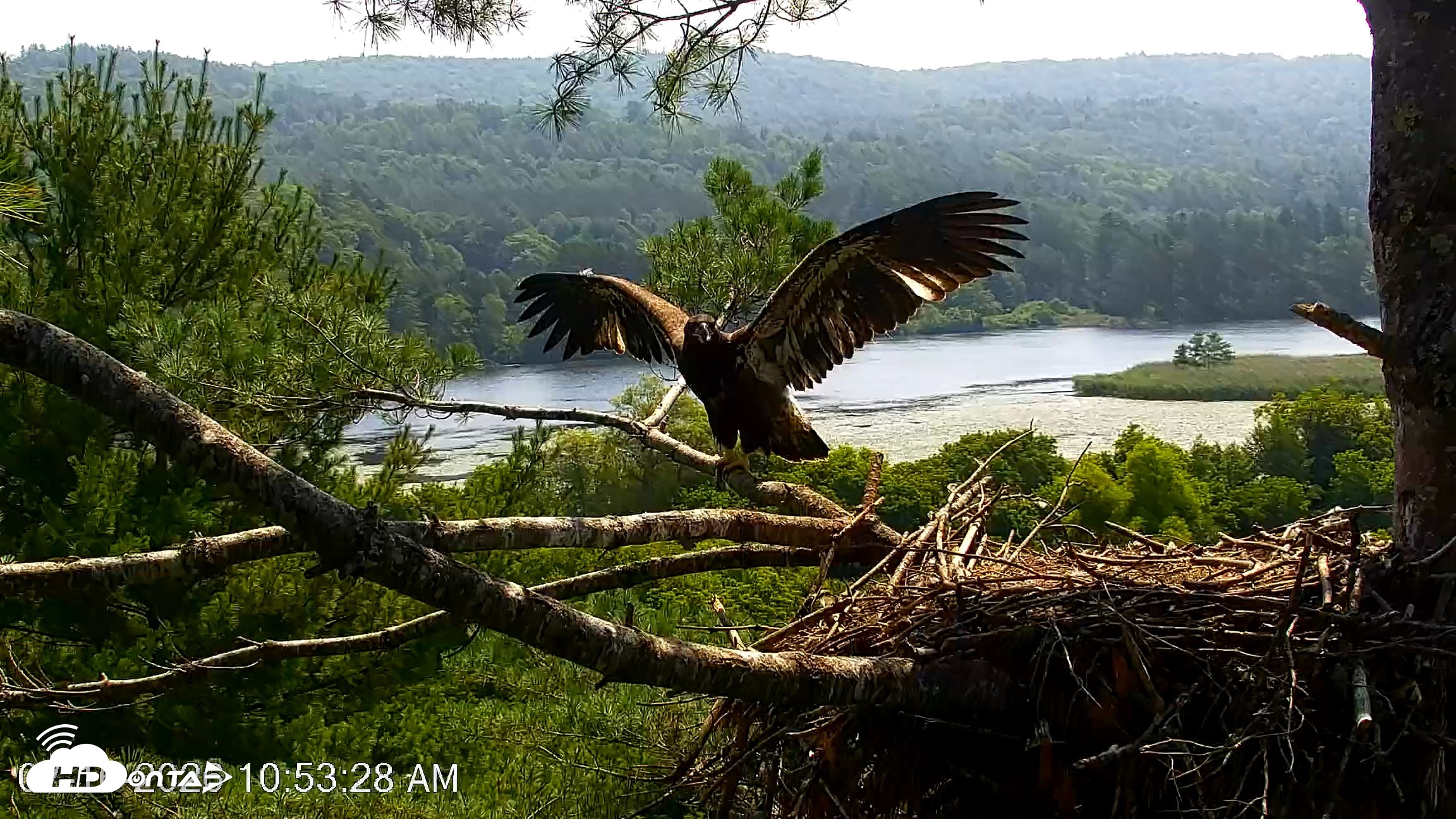 Snapshot of VINS Bald Eagles Nest Live Cams taken Jul 16, 2026, 10:54am EDT
