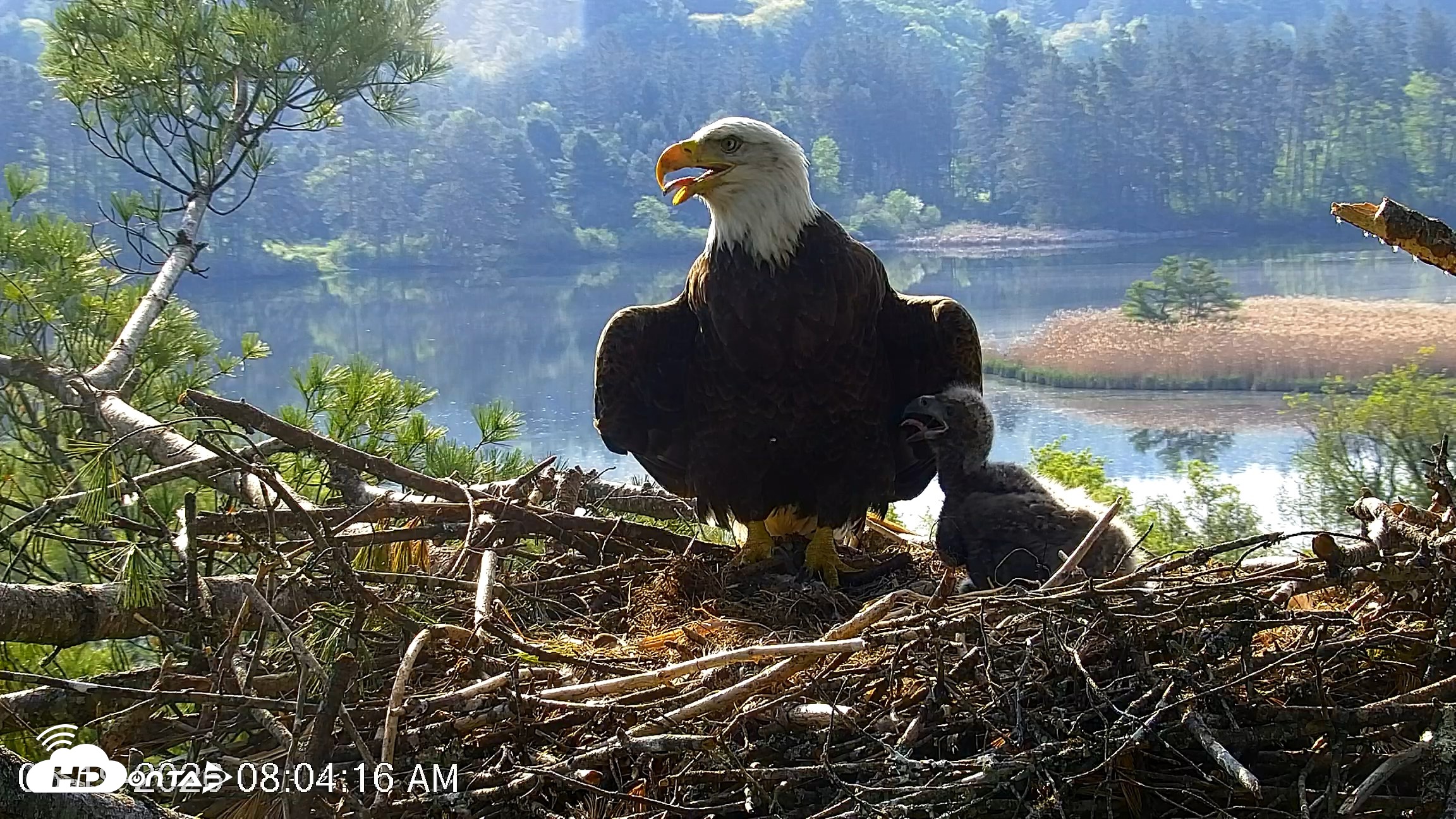 Snapshot of VINS Bald Eagles Nest Live Cams taken May 19, 2026, 8:05am EDT
