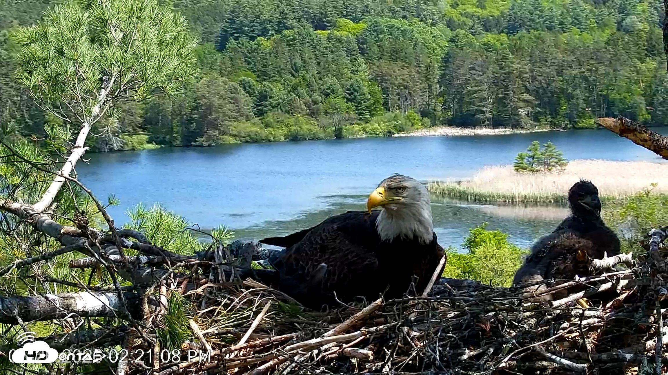 Snapshot of VINS Bald Eagles Nest Live Cams taken May 26, 2026, 2:21pm EDT