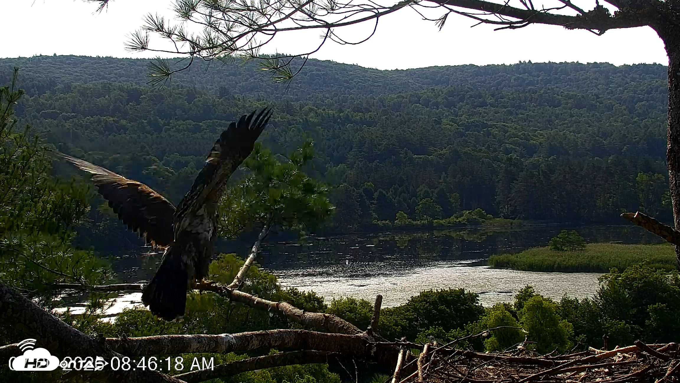 Snapshot of VINS Bald Eagles Nest Live Cams taken Jul 20, 2026, 8:47am EDT