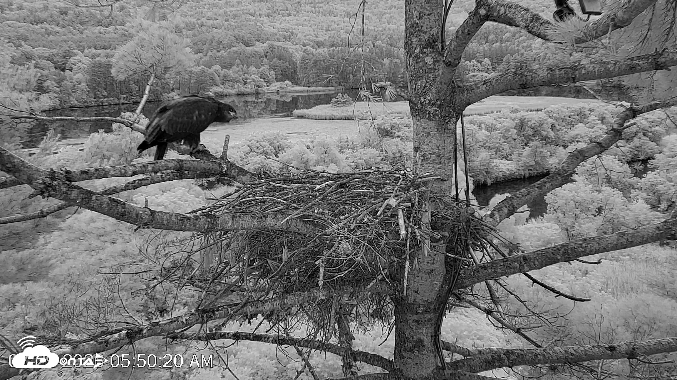 Snapshot of VINS Bald Eagles Nest Live Cams taken Jul 29, 2026, 5:51am EDT