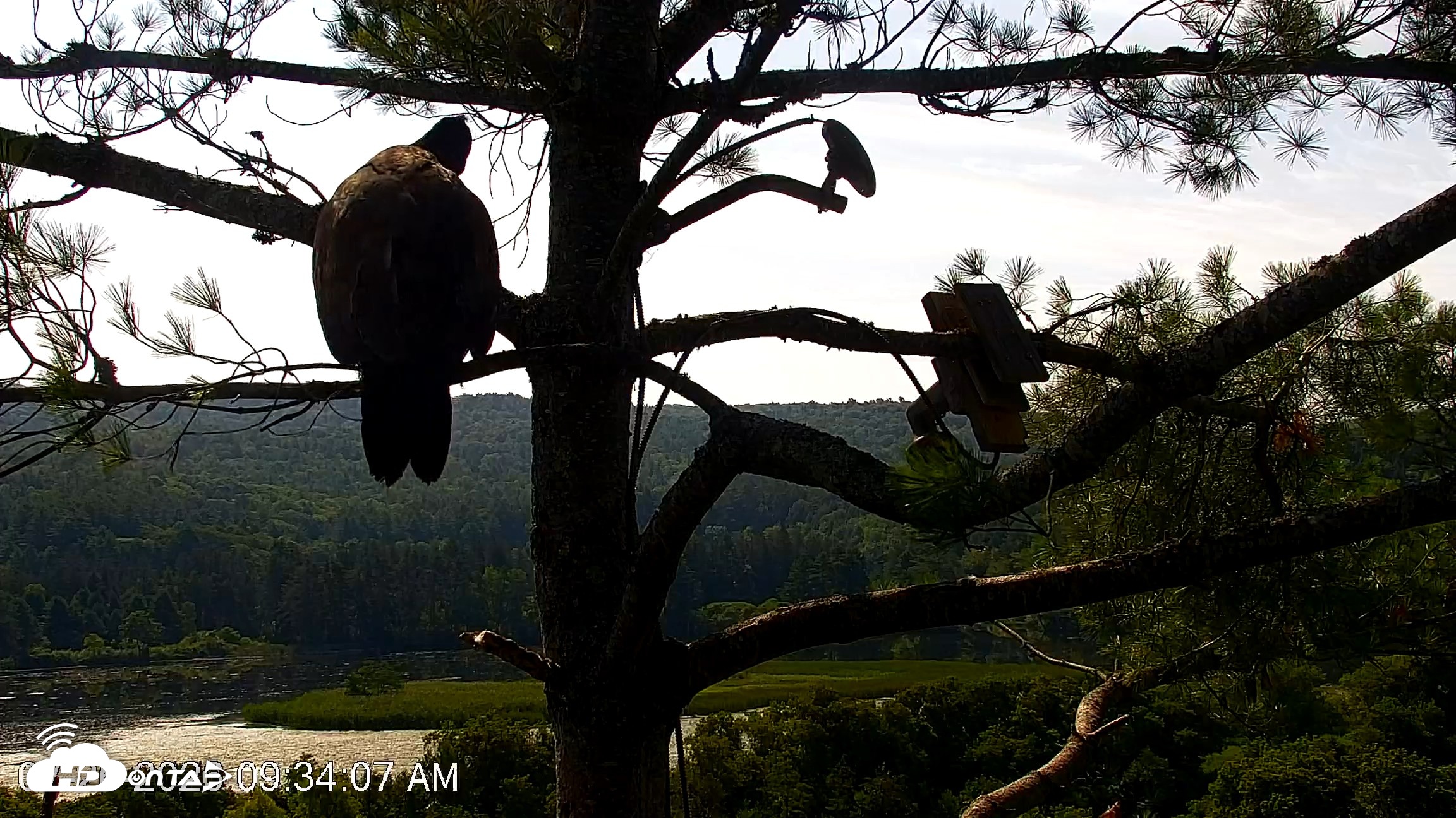 Snapshot of VINS Bald Eagles Nest Live Cams taken Jul 26, 2026, 9:34am EDT