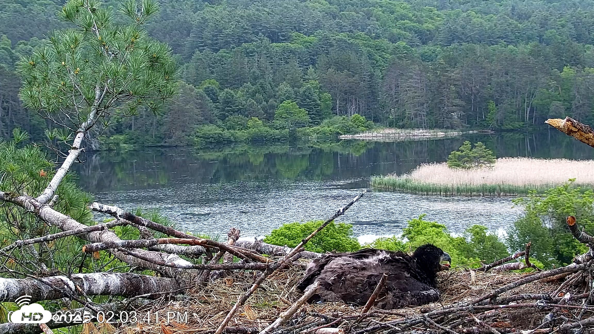 Snapshot of VINS Bald Eagles Nest Live Cams taken Jun 7, 2026, 2:04pm EDT