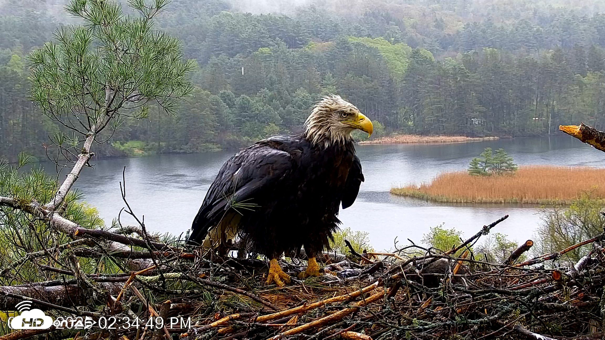 Snapshot of VINS Bald Eagles Nest Live Cams taken May 14, 2026, 2:35pm EDT