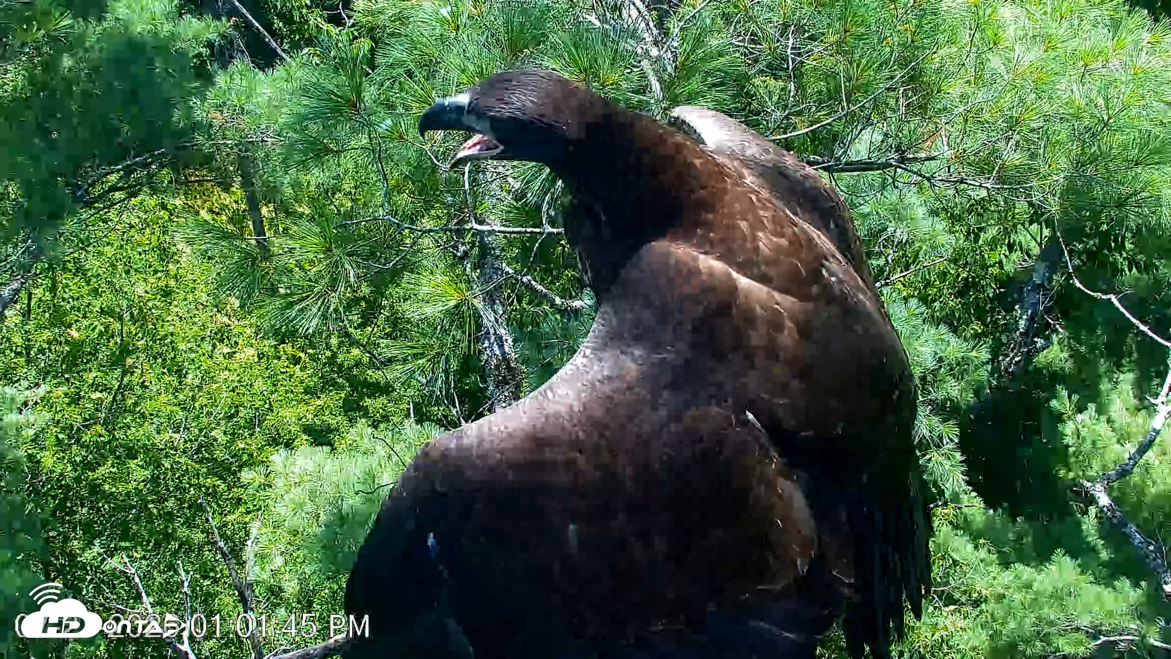 Snapshot of VINS Bald Eagles Nest Live Cams taken Jul 27, 2026, 1:02pm EDT