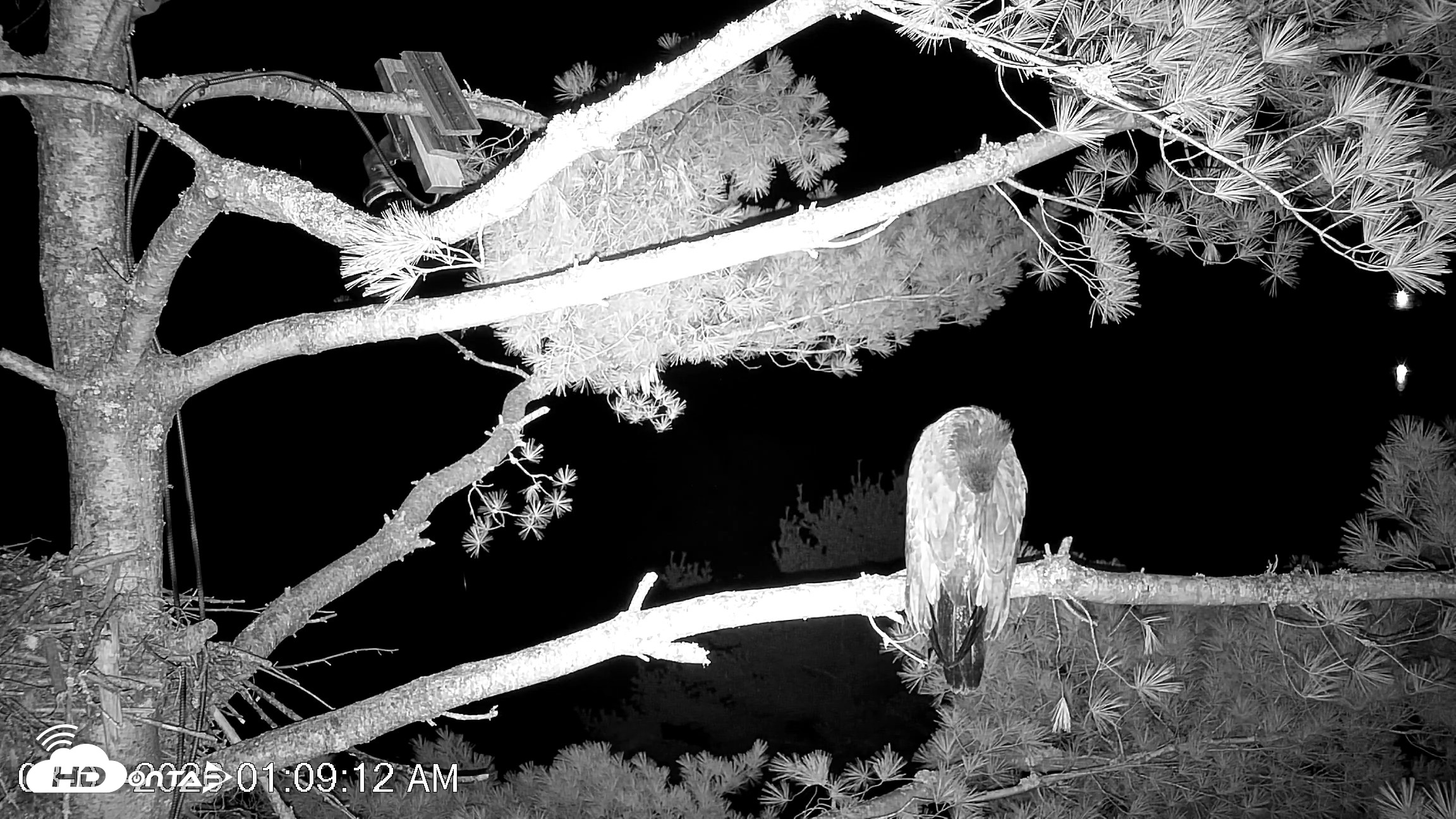 Snapshot of VINS Bald Eagles Nest Live Cams taken Aug 7, 2026, 1:10am EDT