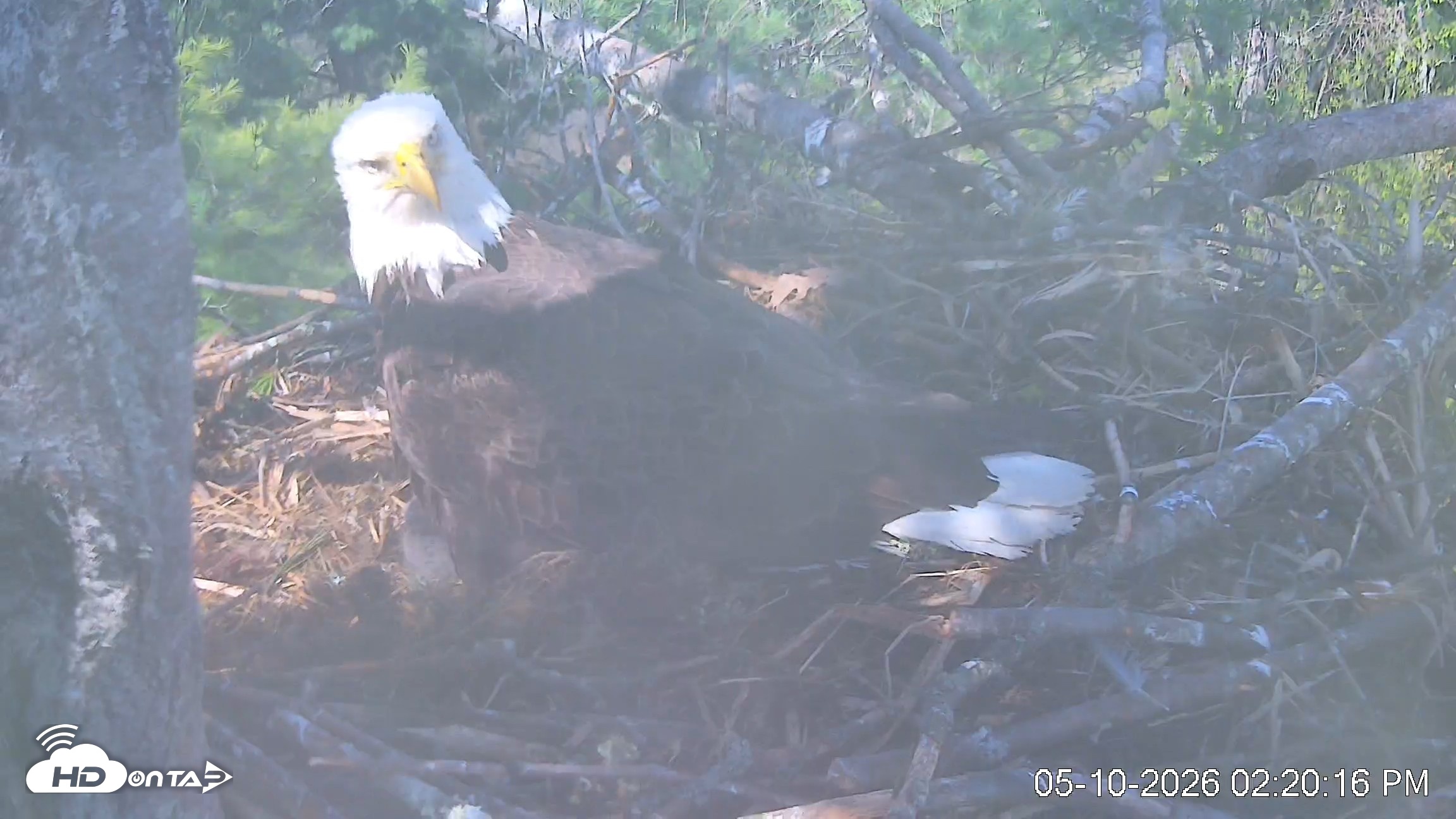 Snapshot of VINS Bald Eagles Nest Live Cams taken May 10, 2026, 2:20pm EDT