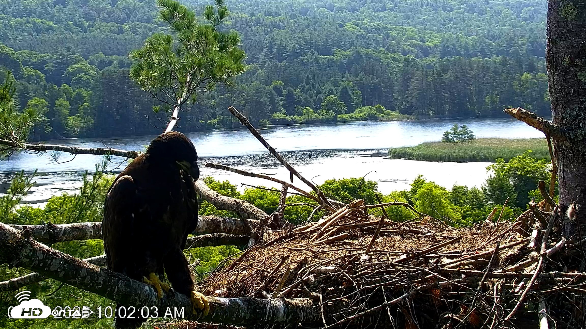 Snapshot of VINS Bald Eagles Nest Live Cams taken Jul 3, 2026, 10:03am EDT