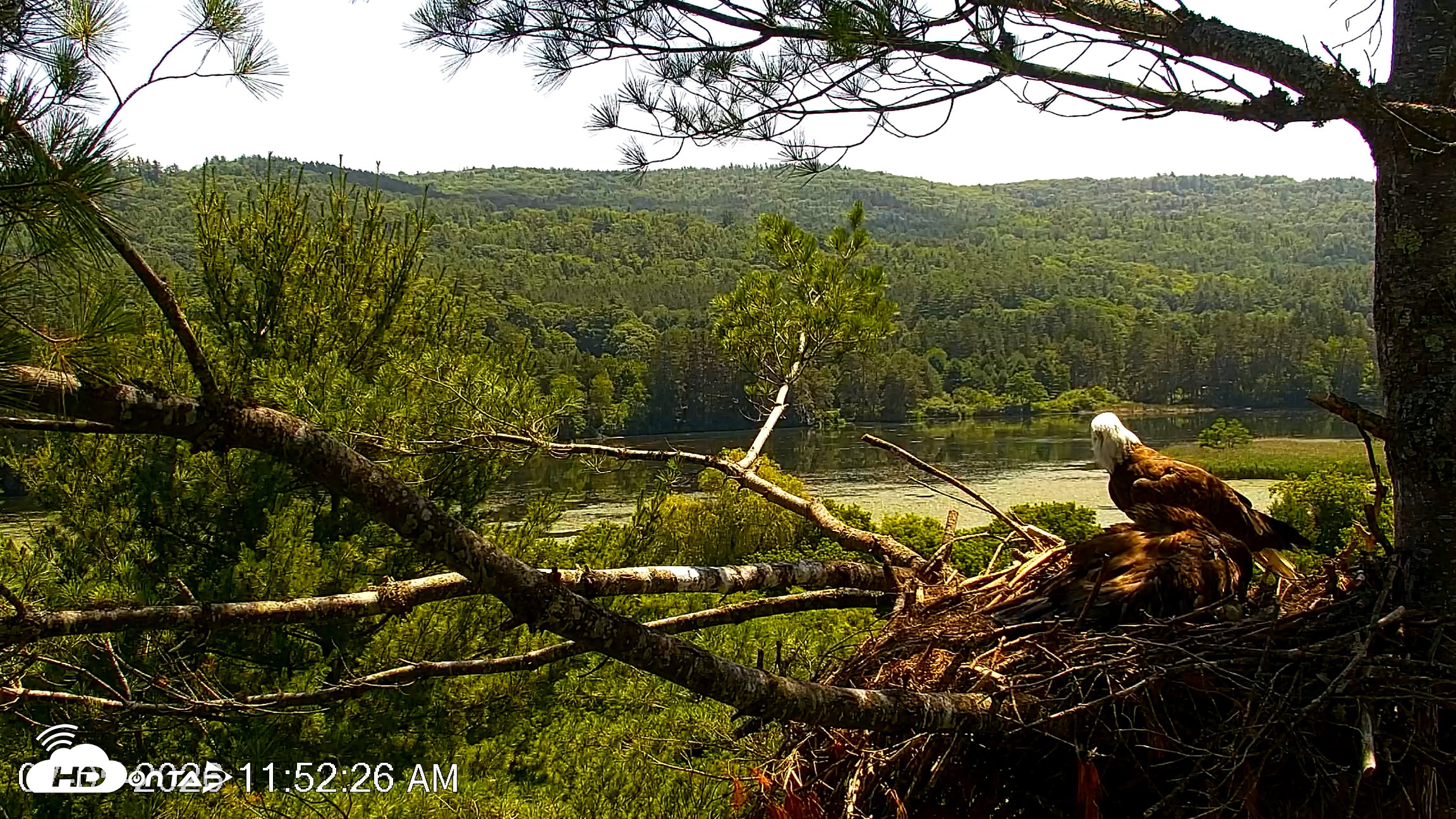Snapshot of VINS Bald Eagles Nest Live Cams taken Jul 5, 2026, 11:53am EDT