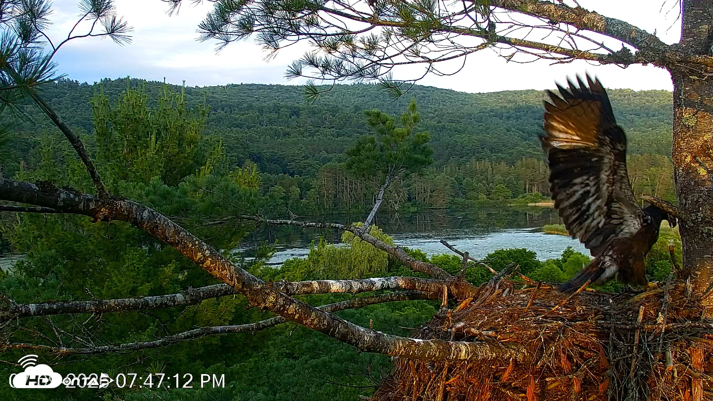 Snapshot of VINS Bald Eagles Nest Live Cams taken Jul 9, 2026, 7:48pm EDT