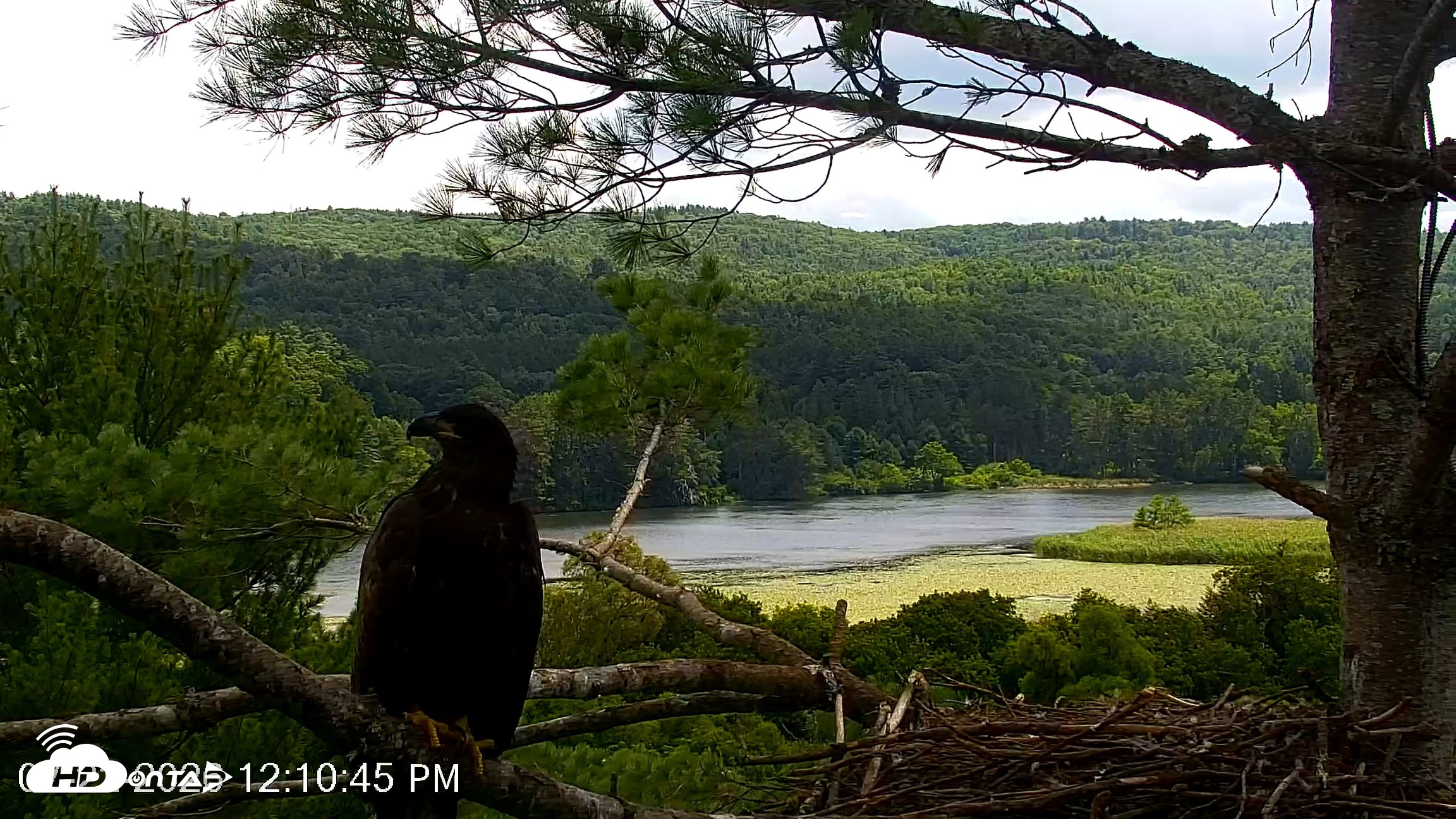 Snapshot of VINS Bald Eagles Nest Live Cams taken Jul 22, 2026, 12:11pm EDT