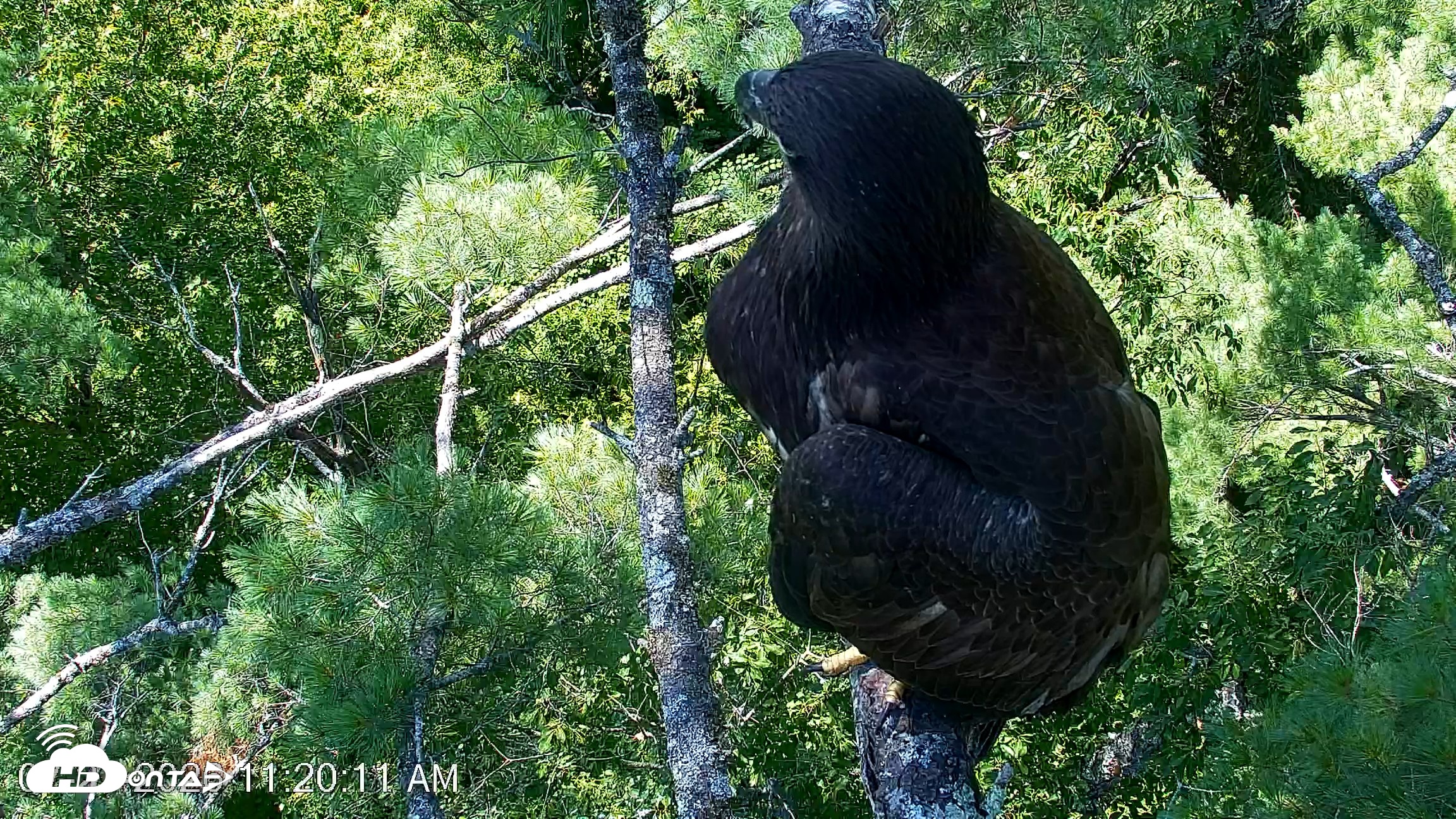 Snapshot of VINS Bald Eagles Nest Live Cams taken Jul 27, 2026, 11:20am EDT