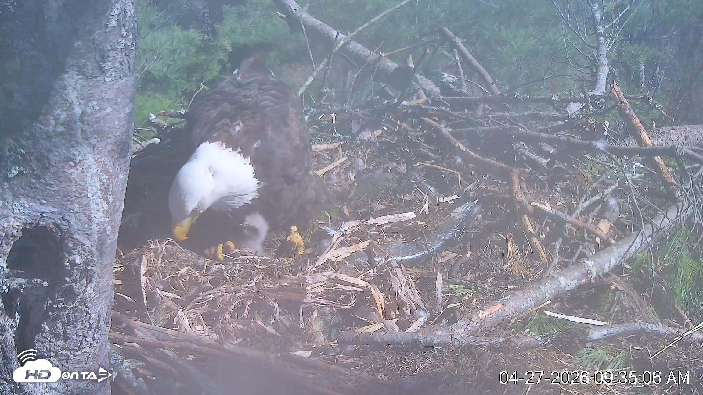 Snapshot of VINS Bald Eagles Nest Live Cams taken Apr 27, 2026, 9:36am EDT