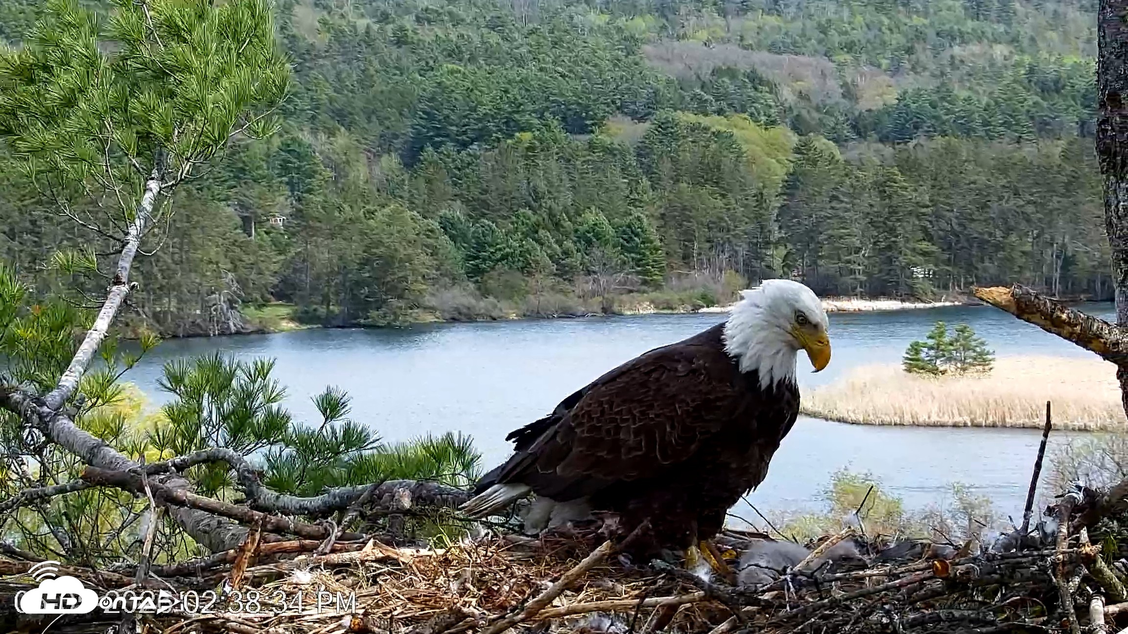 Snapshot of VINS Bald Eagles Nest Live Cams taken May 5, 2026, 2:39pm EDT