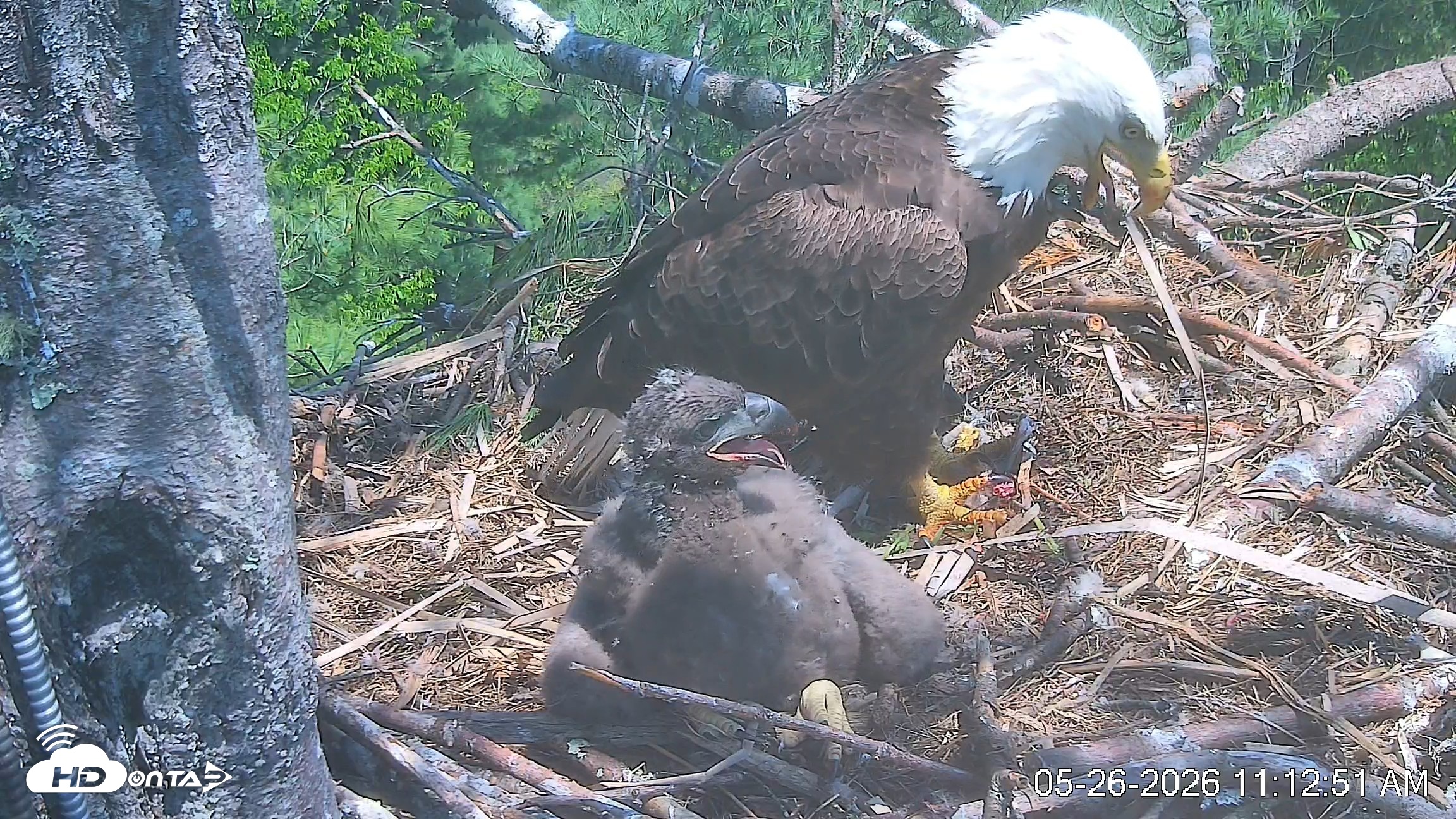Snapshot of VINS Bald Eagles Nest Live Cams taken May 26, 2026, 11:13am EDT