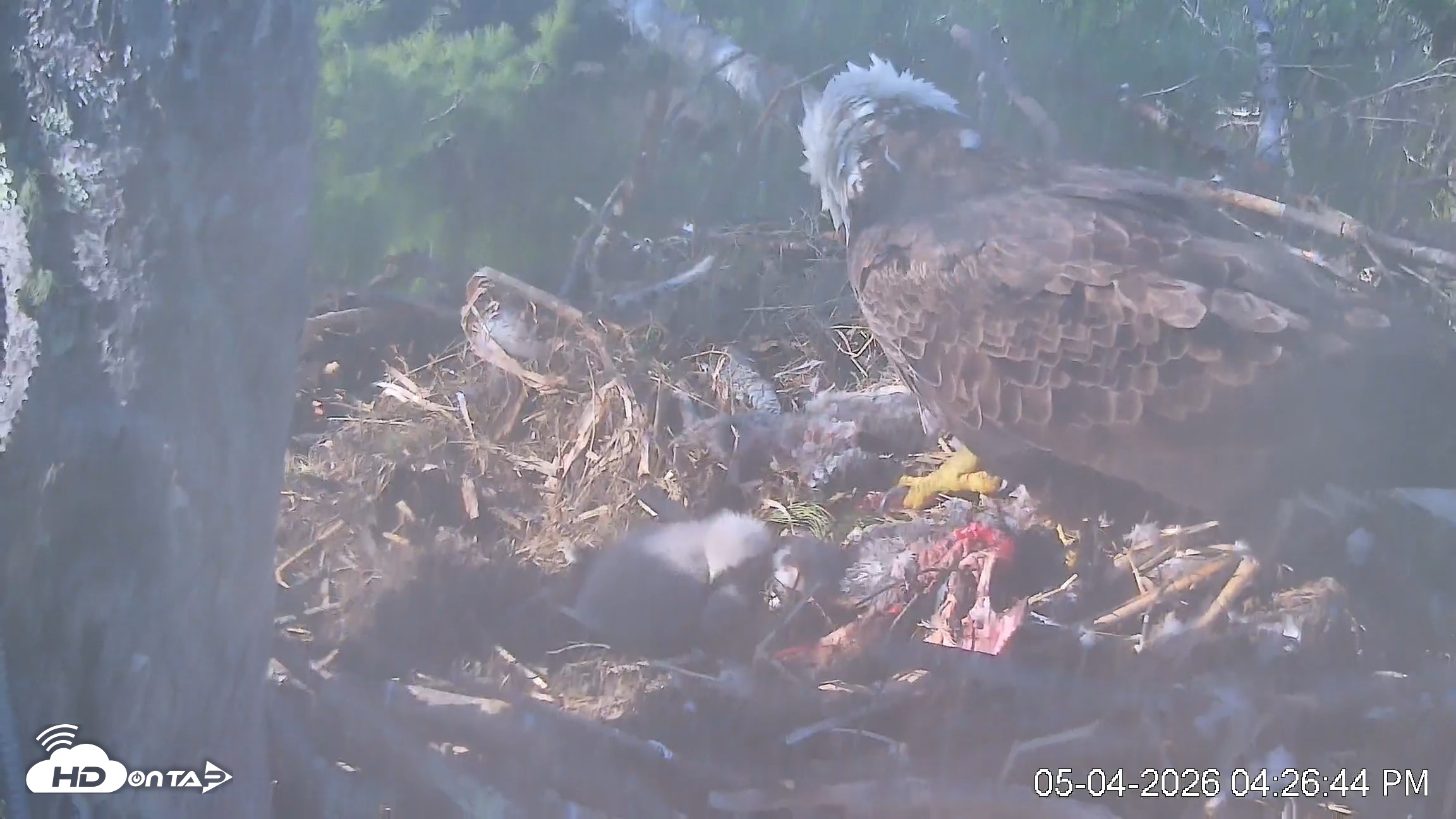 Snapshot of VINS Bald Eagles Nest Live Cams taken May 4, 2026, 4:27pm EDT