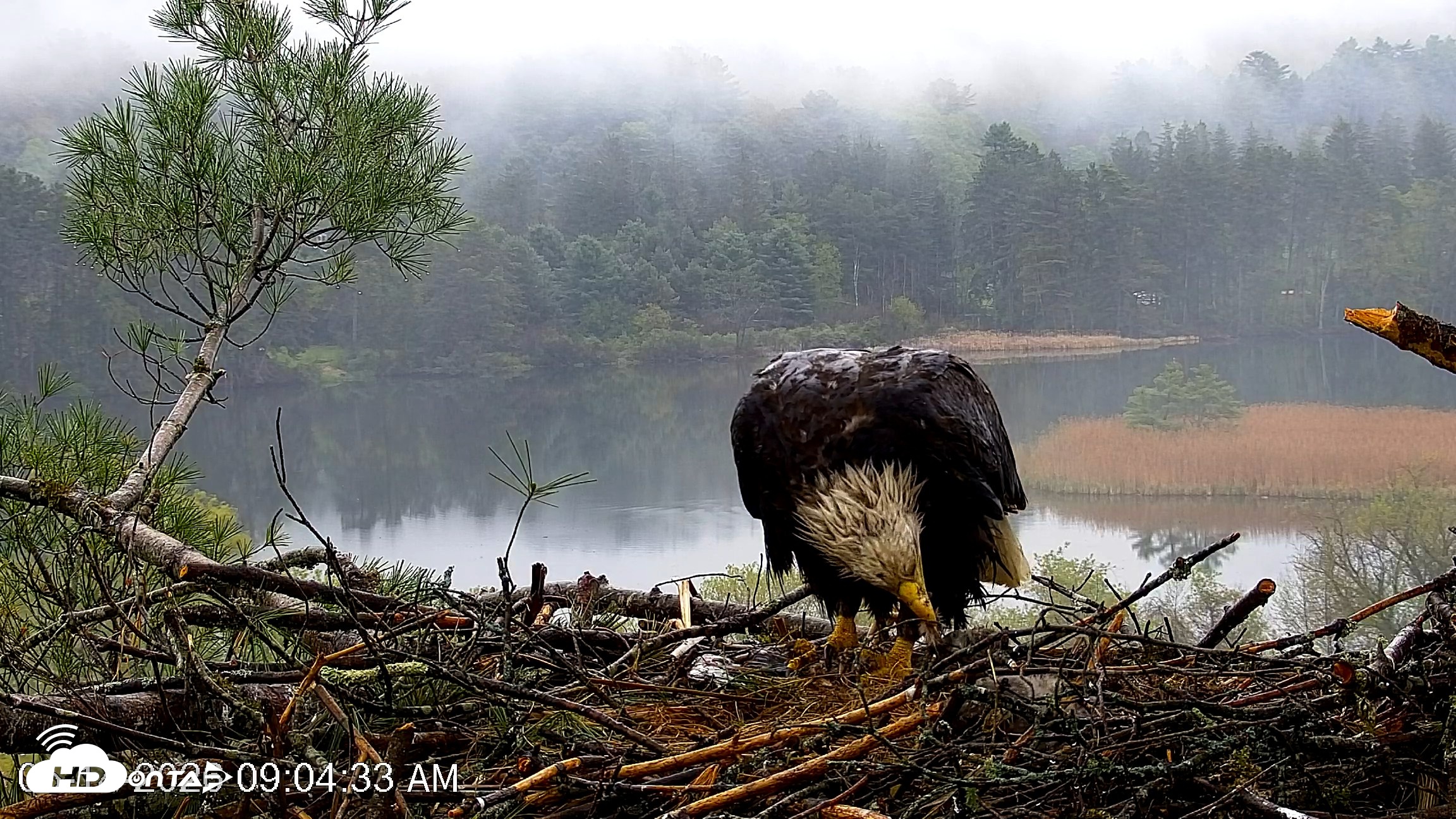 Snapshot of VINS Bald Eagles Nest Live Cams taken May 14, 2026, 9:05am EDT