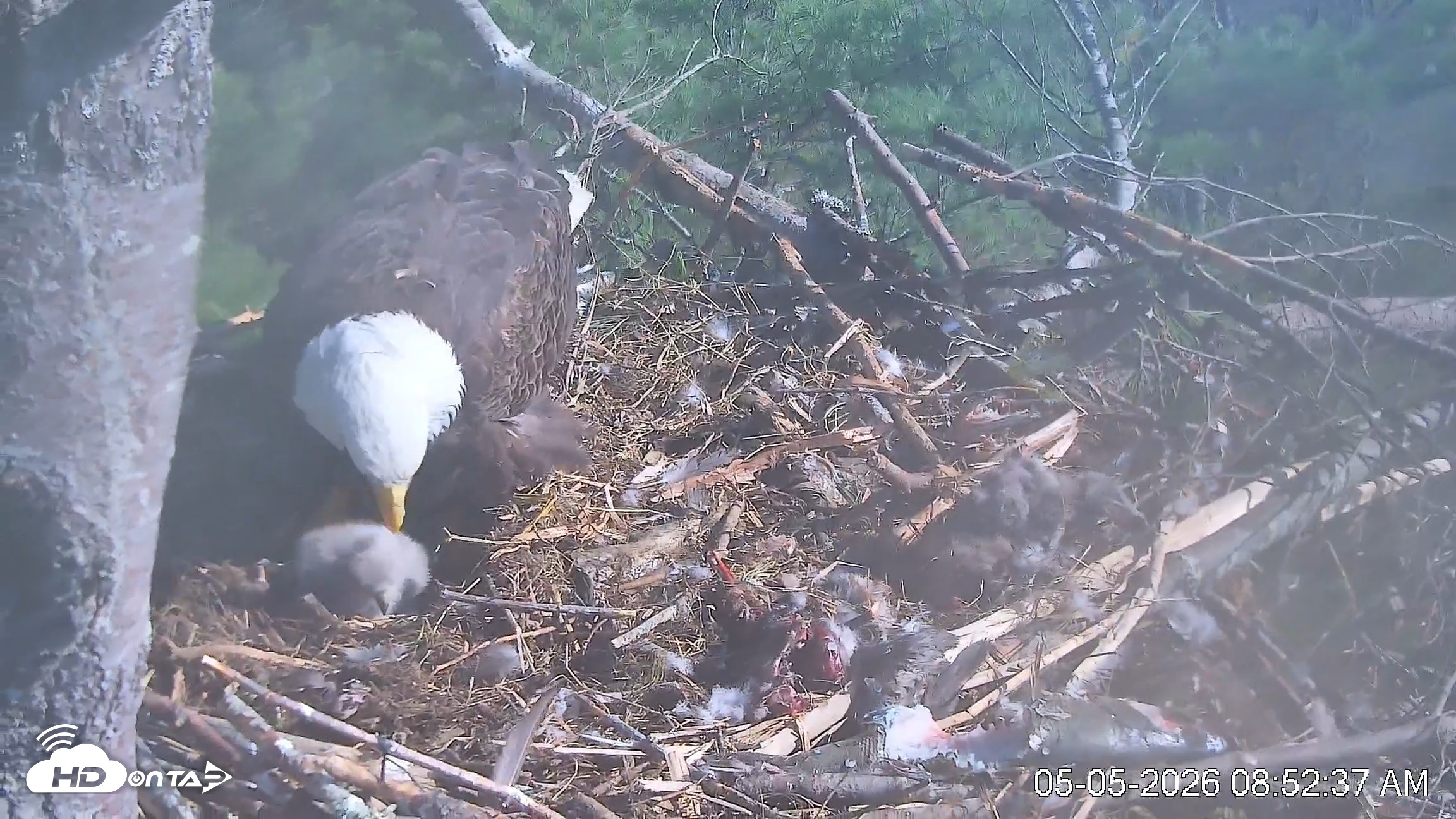 Snapshot of VINS Bald Eagles Nest Live Cams taken May 5, 2026, 8:53am EDT