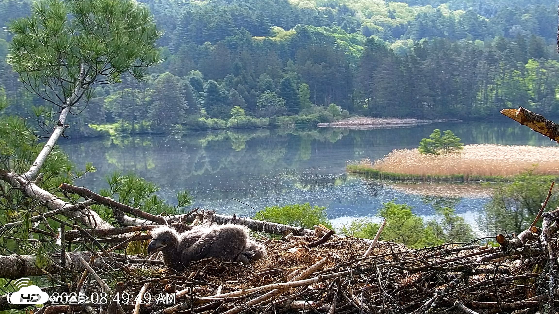 Snapshot of VINS Bald Eagles Nest Live Cams taken May 20, 2026, 8:50am EDT