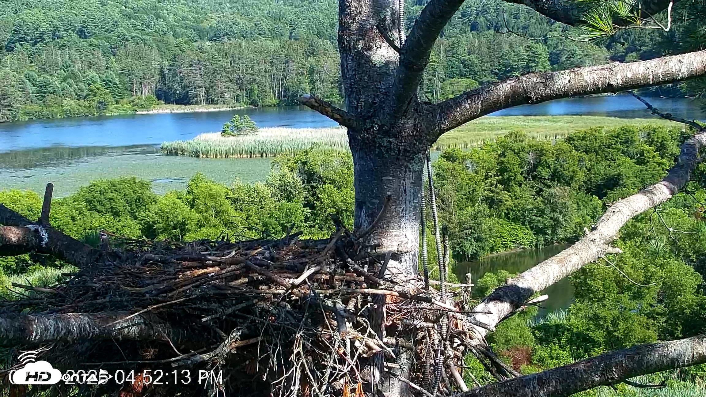 Snapshot of VINS Bald Eagles Nest Live Cams taken Jul 23, 2026, 4:52pm EDT