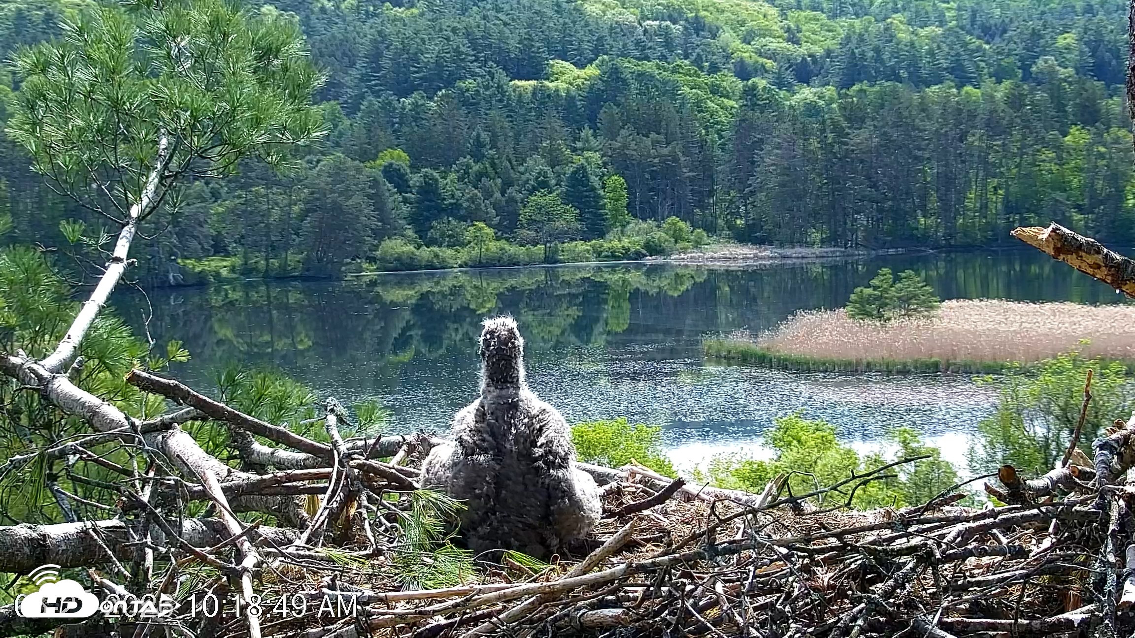 Snapshot of VINS Bald Eagles Nest Live Cams taken May 23, 2026, 10:19am EDT