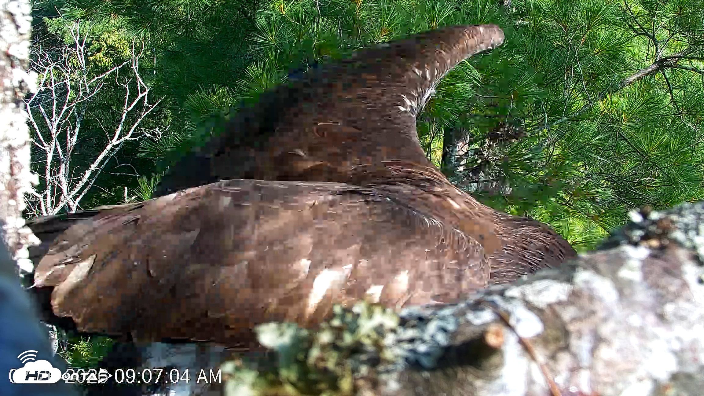 Snapshot of VINS Bald Eagles Nest Live Cams taken Jul 26, 2026, 9:07am EDT
