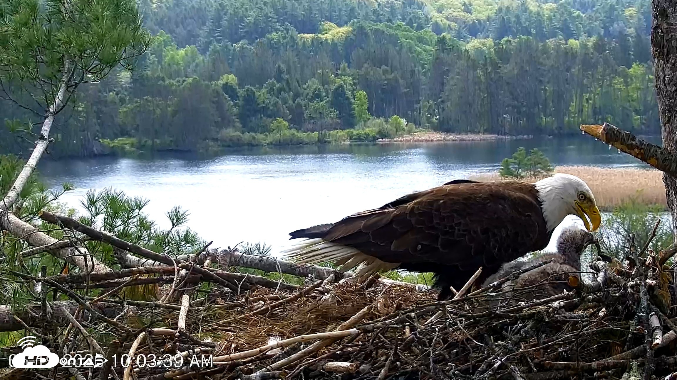 Snapshot of VINS Bald Eagles Nest Live Cams taken May 19, 2026, 10:04am EDT