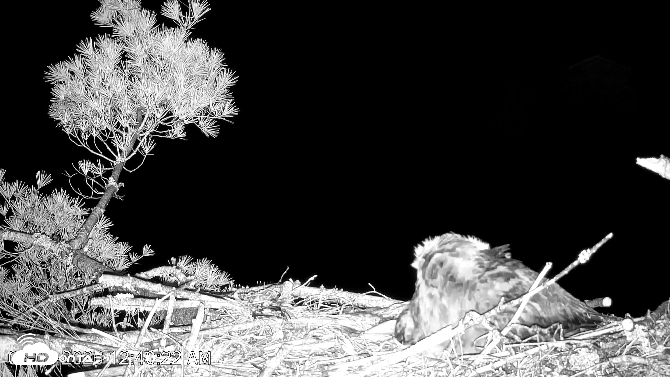 Snapshot of VINS Bald Eagles Nest Live Cams taken May 7, 2026, 12:42am EDT