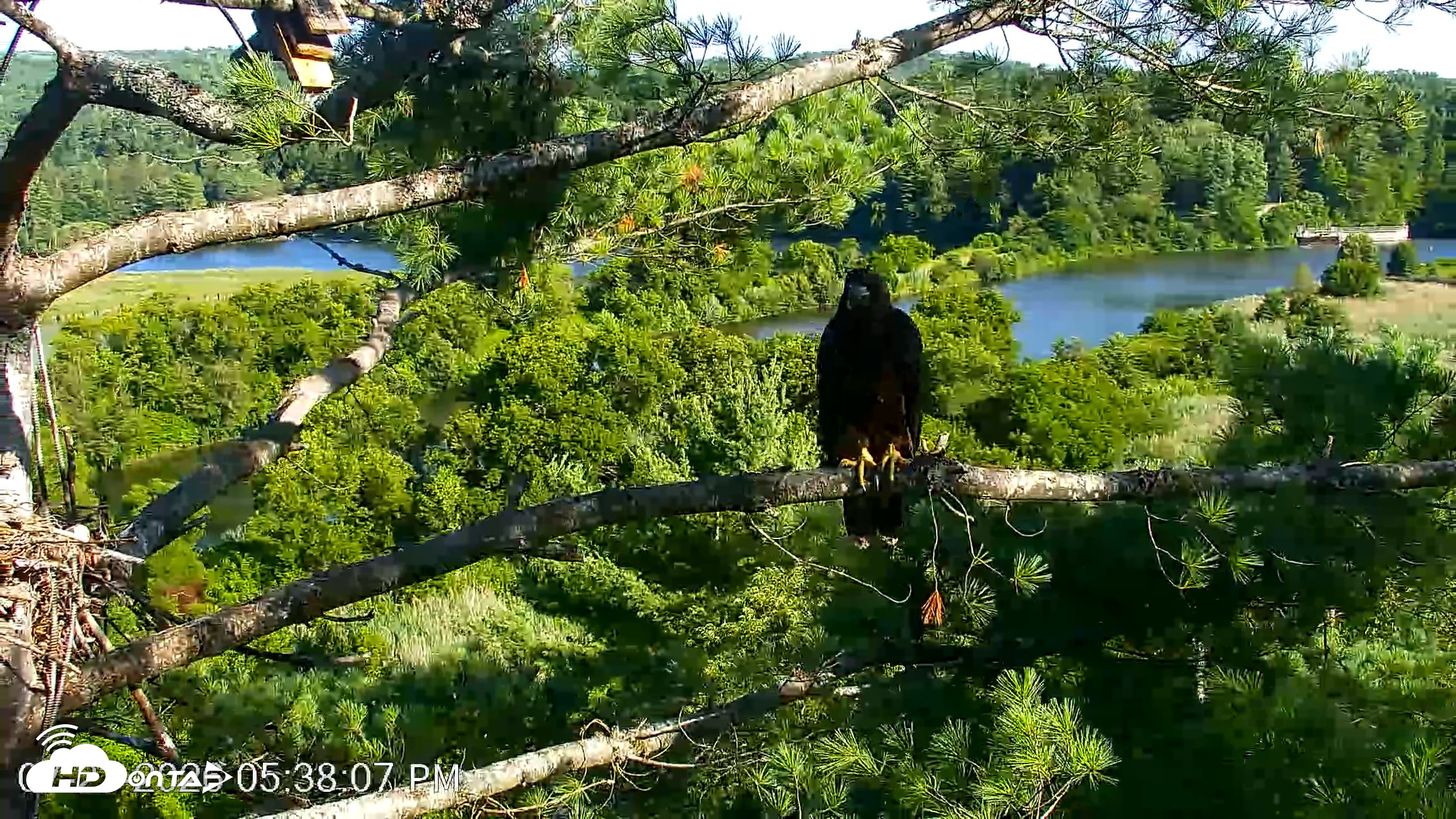 Snapshot of VINS Bald Eagles Nest Live Cams taken Jul 23, 2026, 5:38pm EDT