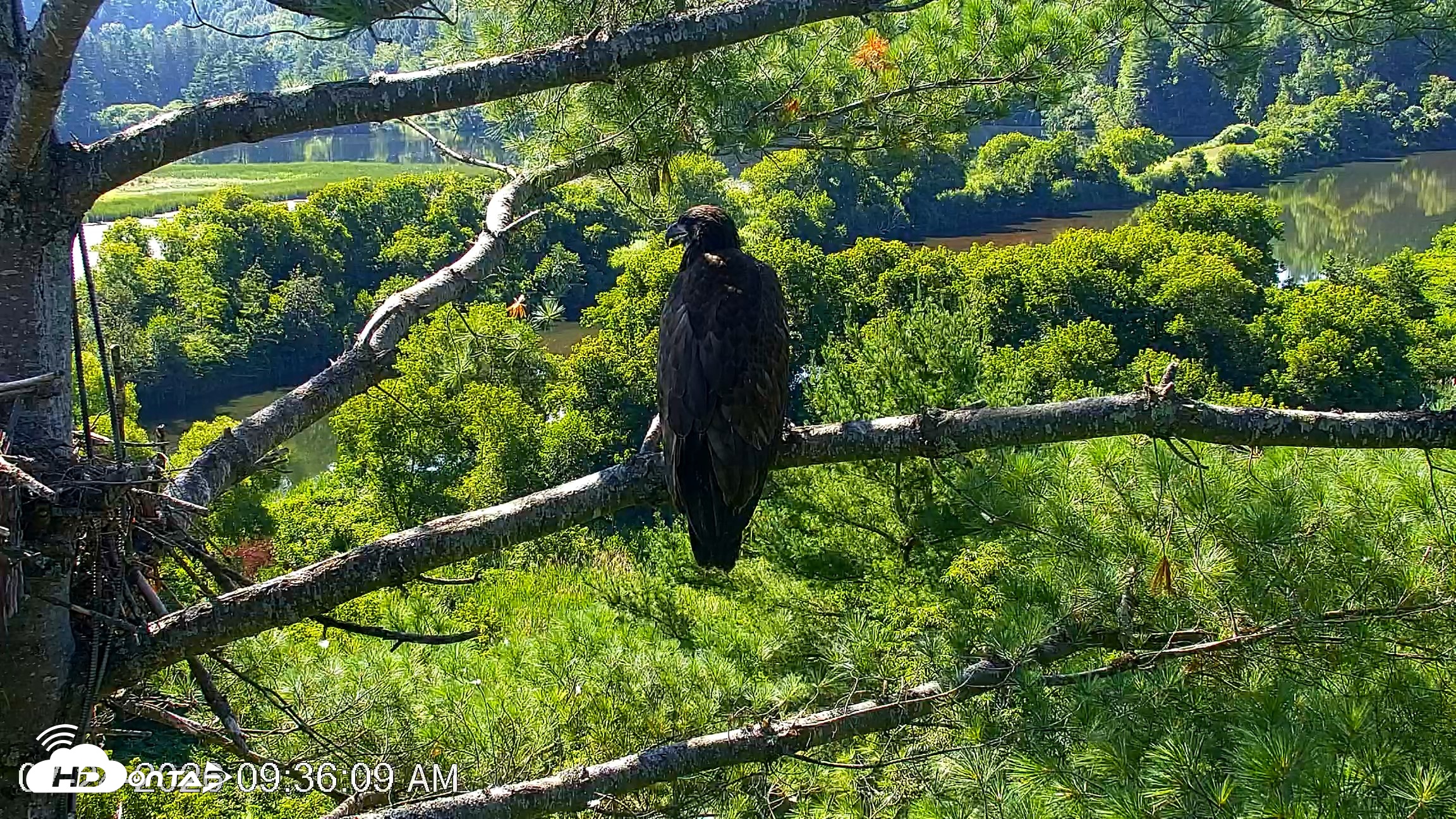 Snapshot of VINS Bald Eagles Nest Live Cams taken Jul 24, 2026, 9:37am EDT