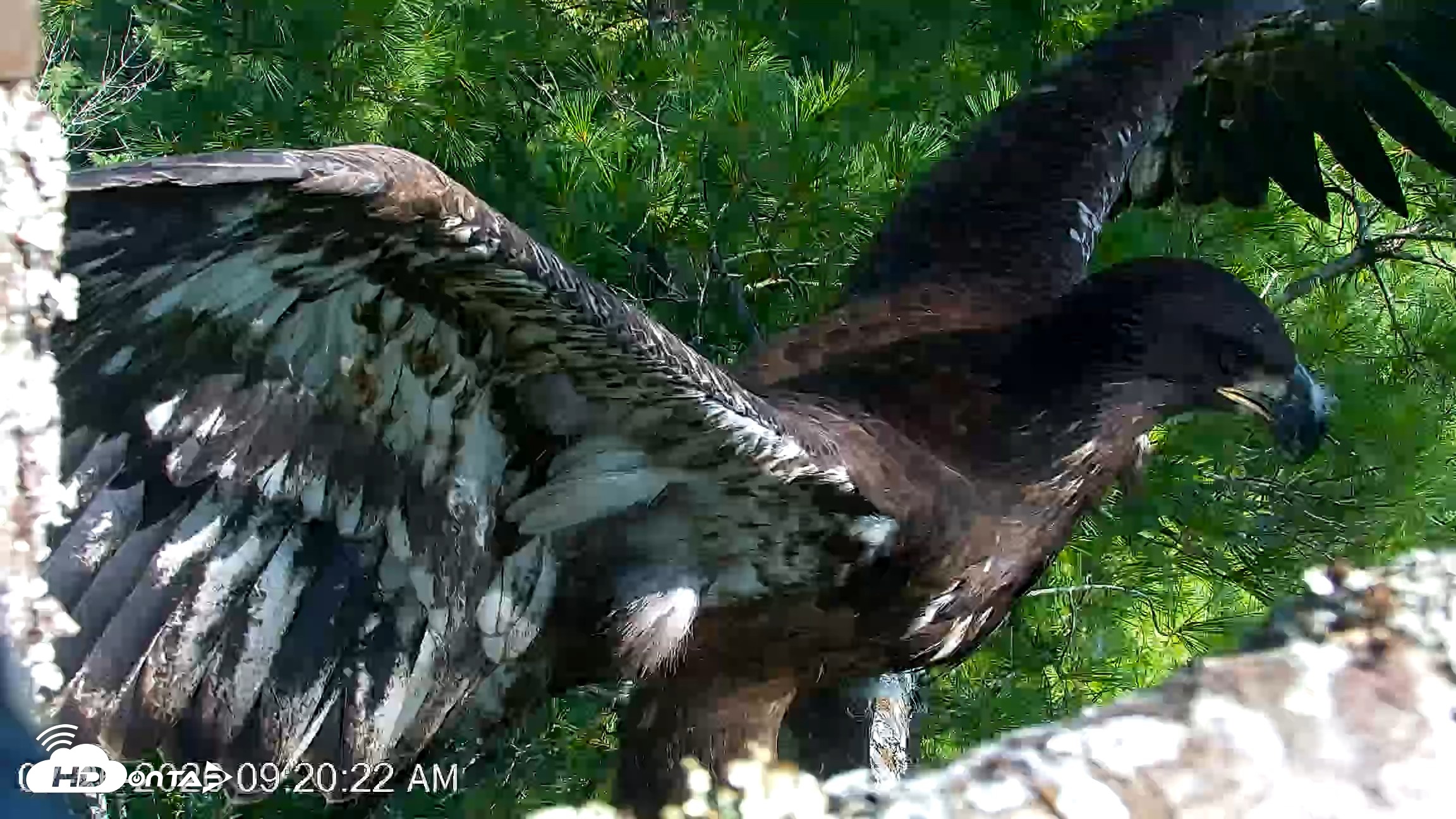 Snapshot of VINS Bald Eagles Nest Live Cams taken Jul 26, 2026, 9:21am EDT