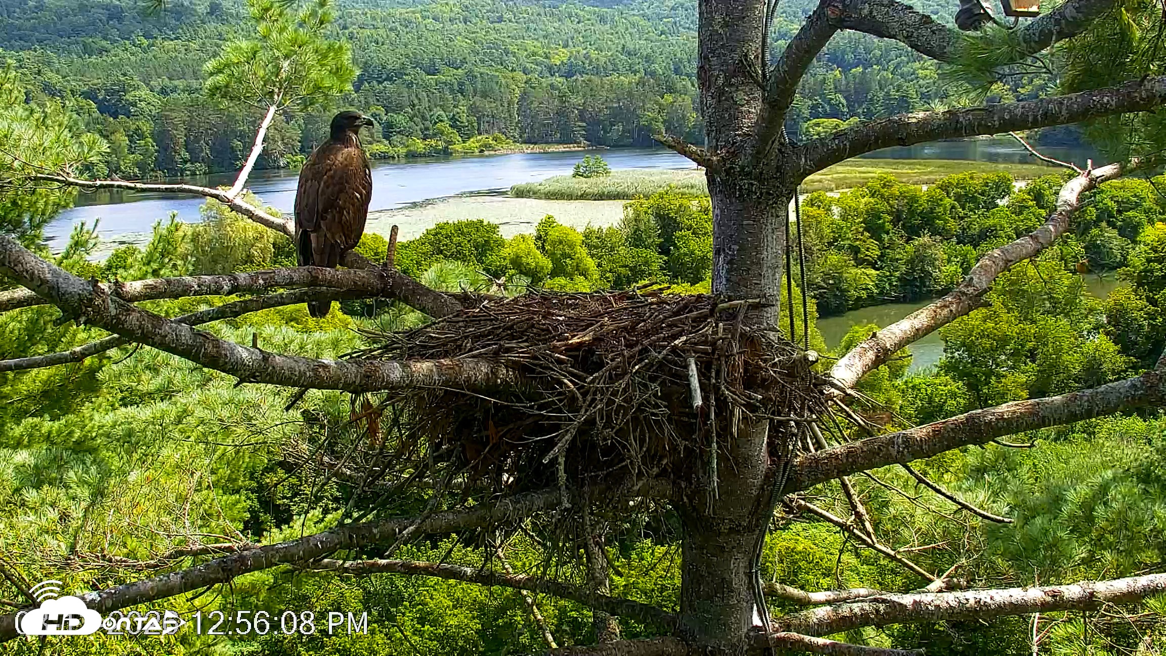 Snapshot of VINS Bald Eagles Nest Live Cams taken Aug 13, 2026, 12:56pm EDT