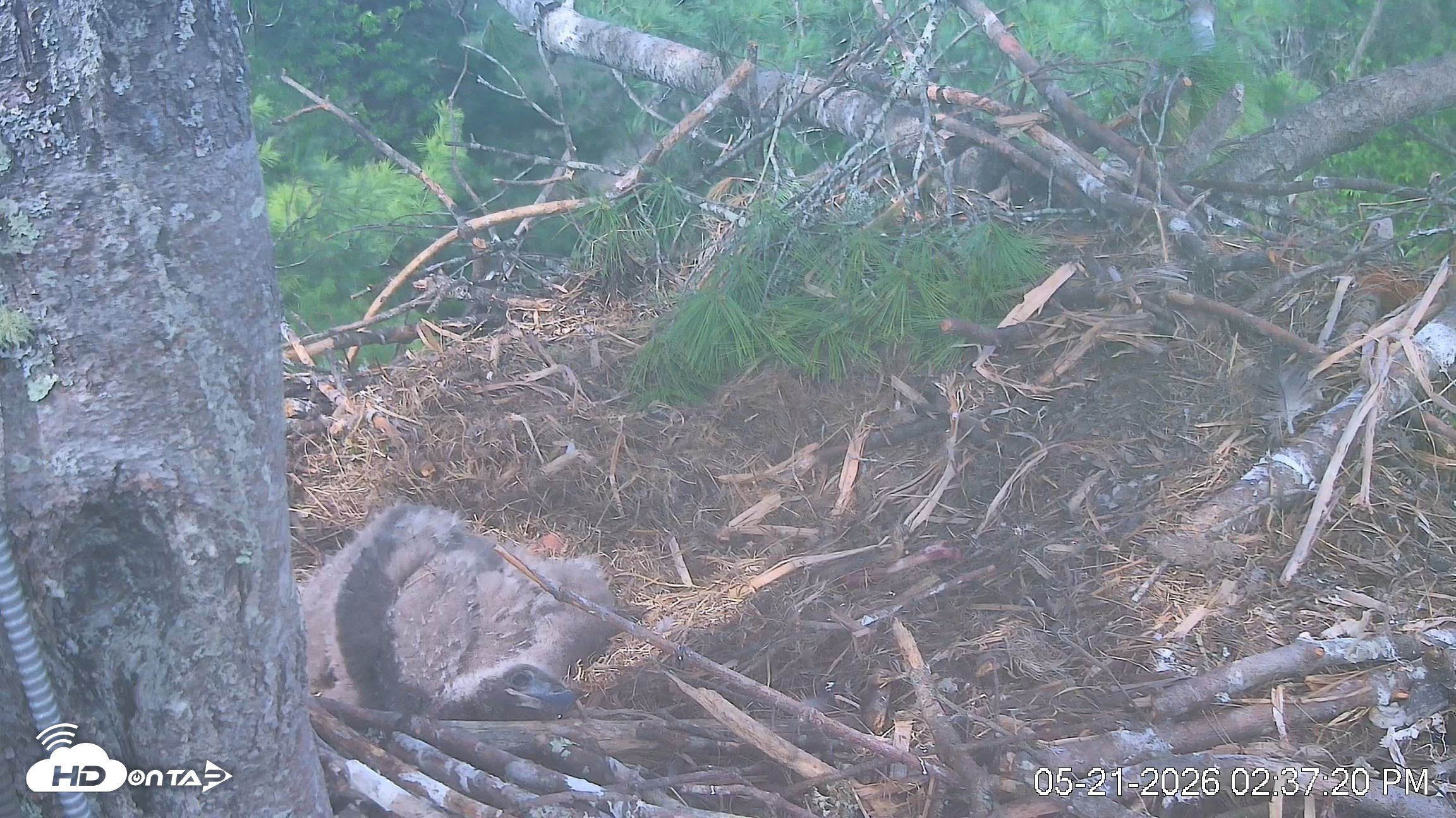 Snapshot of VINS Bald Eagles Nest Live Cams taken May 21, 2026, 2:38pm EDT