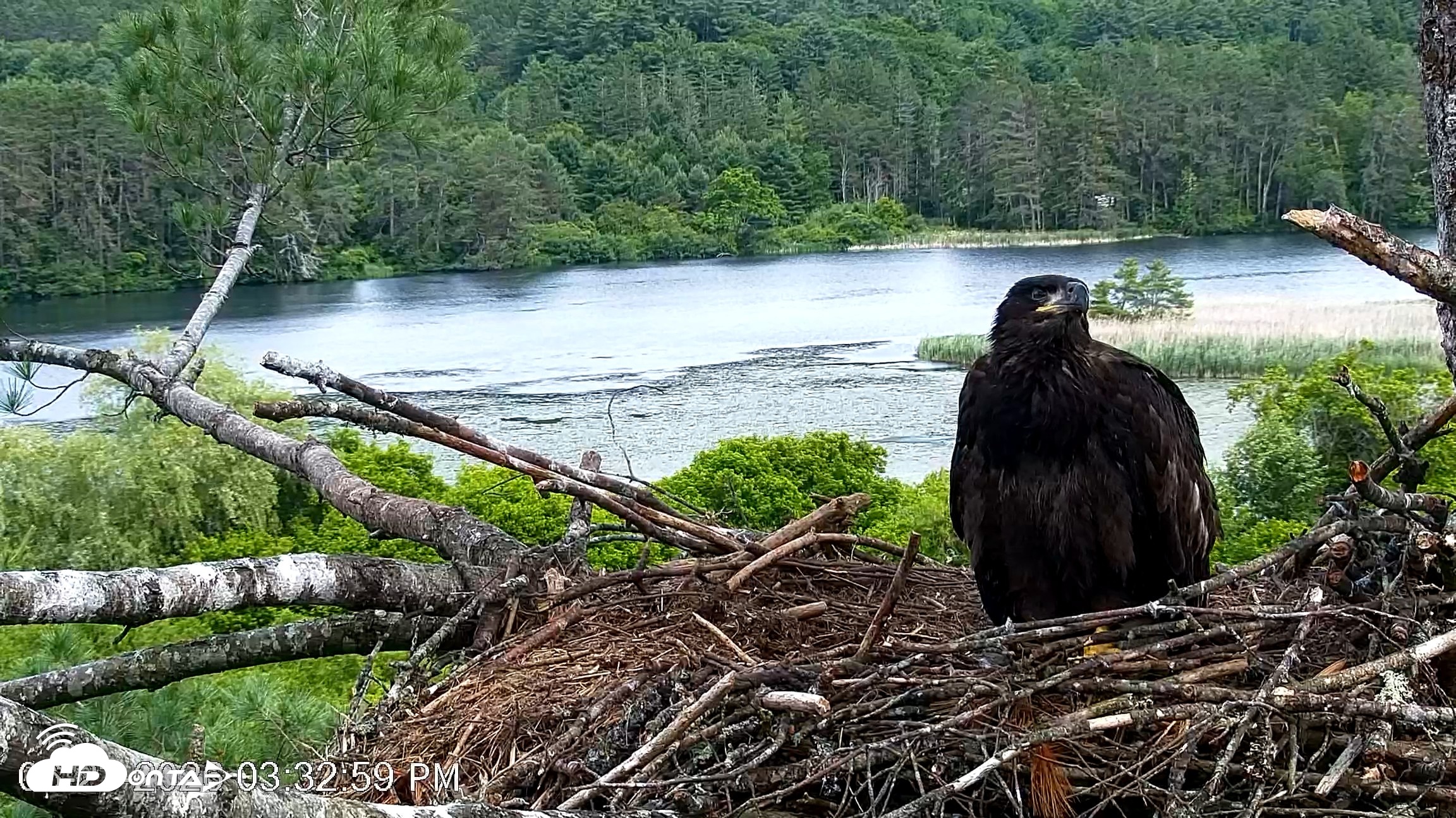 Snapshot of VINS Bald Eagles Nest Live Cams taken Jun 23, 2026, 3:33pm EDT