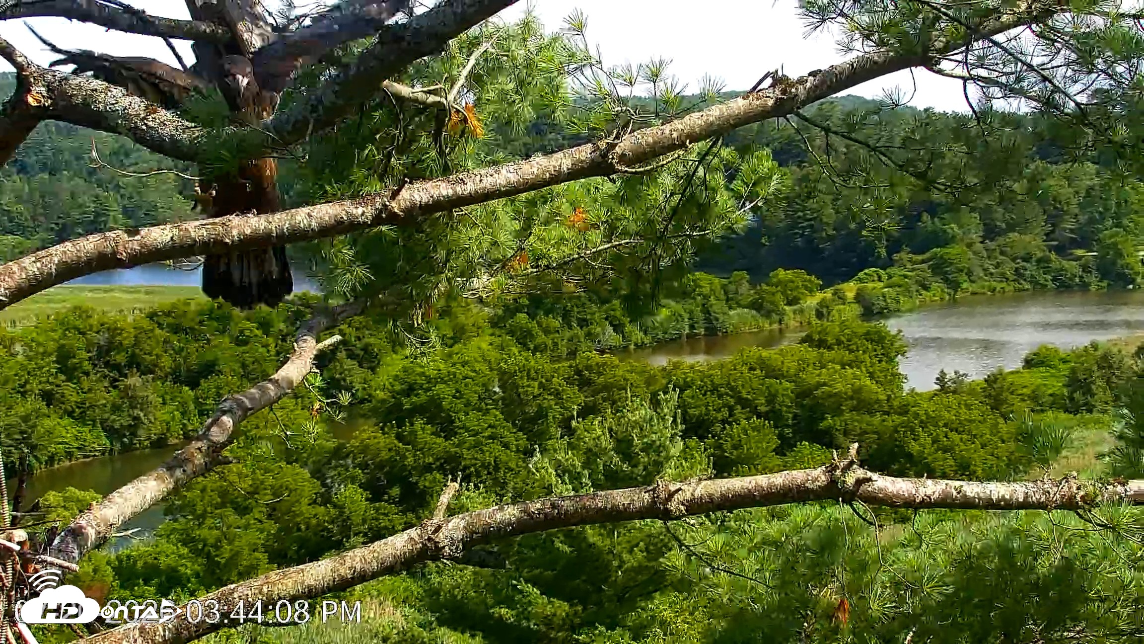 Snapshot of VINS Bald Eagles Nest Live Cams taken Jul 20, 2026, 3:45pm EDT