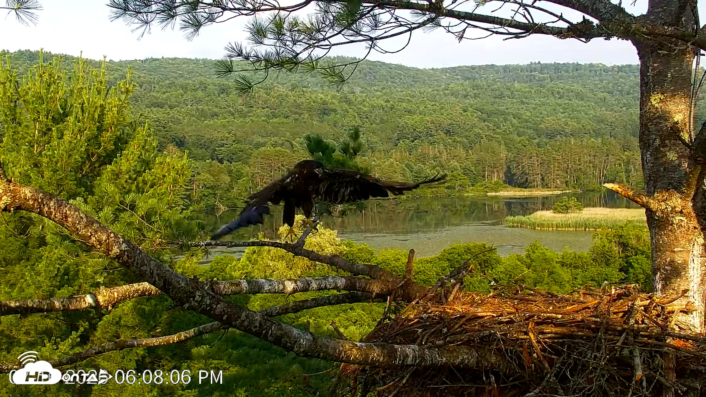 Snapshot of VINS Bald Eagles Nest Live Cams taken Jul 16, 2026, 6:08pm EDT